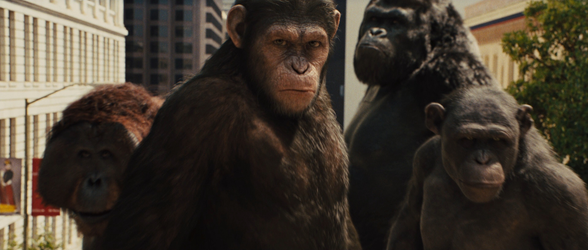 Rise Of The Planet Of The Apes - HD Wallpaper 