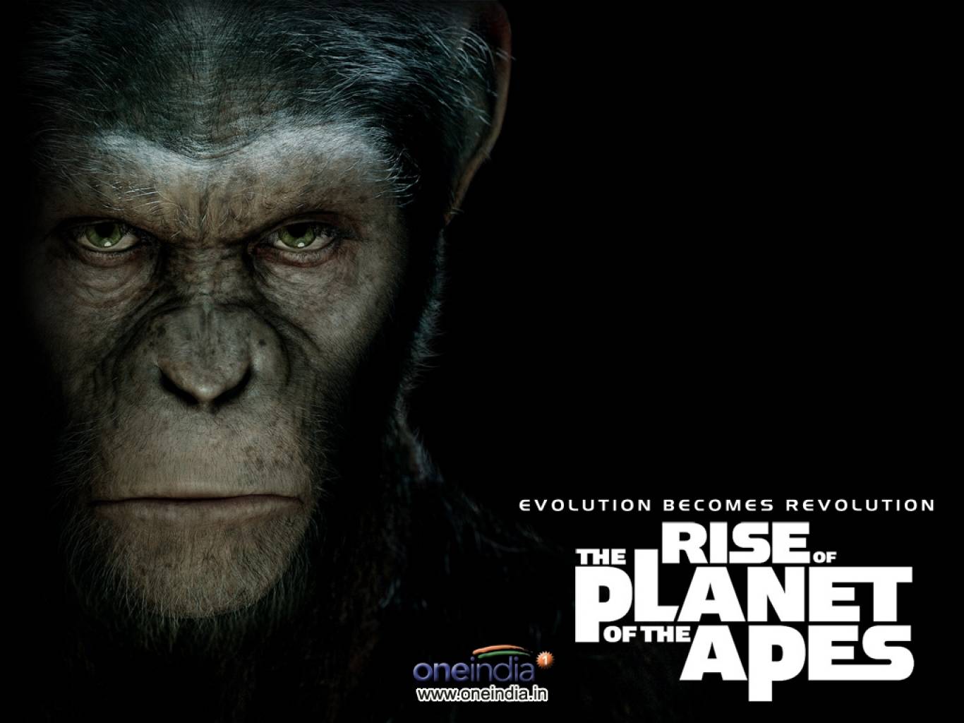 Rise Of The Planet Of The Apes Wallpapers - Monkey - HD Wallpaper 