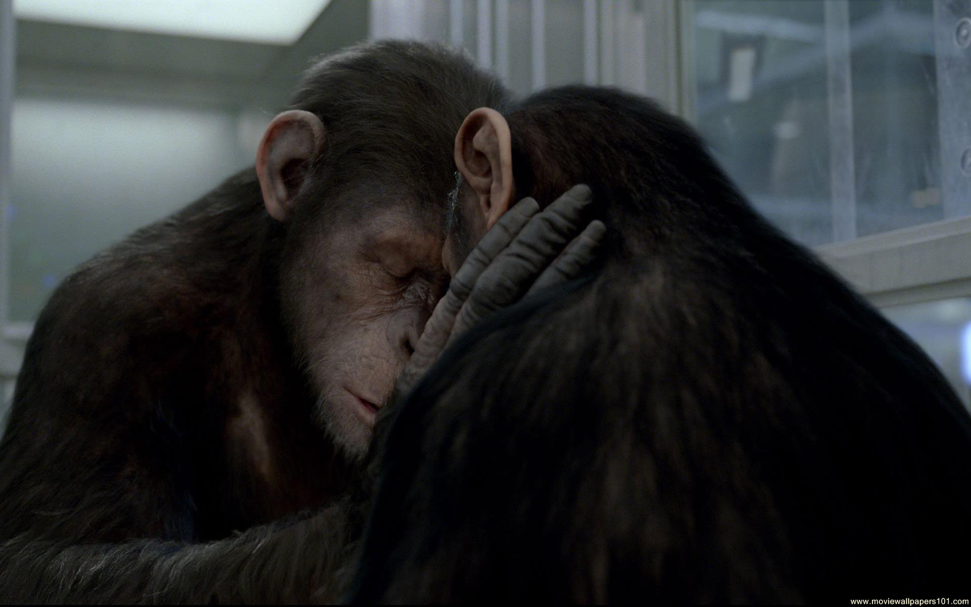 Rise Of The Planet Of The Apes Cornelia - HD Wallpaper 