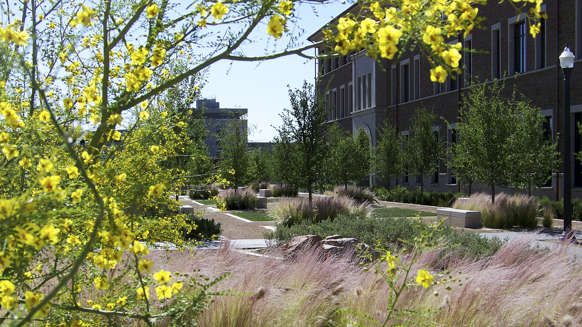 Texas Tech Medical Education Building - Tree - HD Wallpaper 