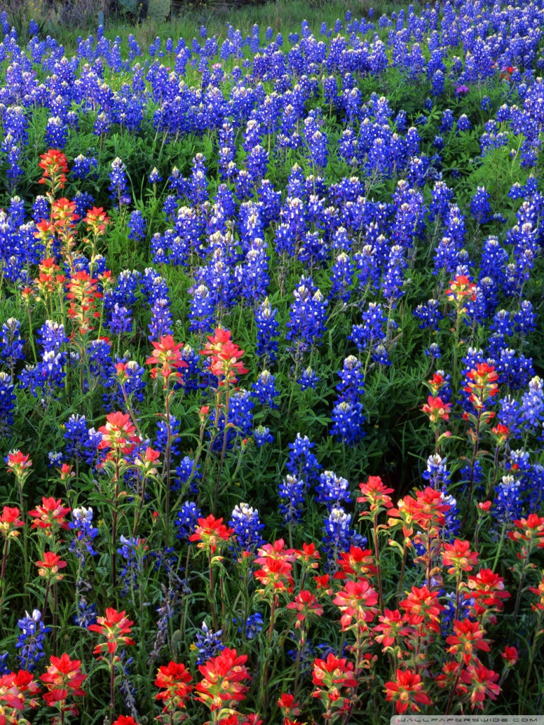 Indian Paint Brushes And Blue Bonnets - HD Wallpaper 