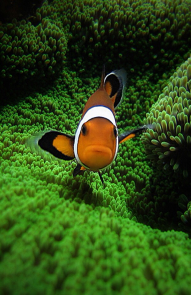 Clownfish Wallpaper Iphone 7 - HD Wallpaper 