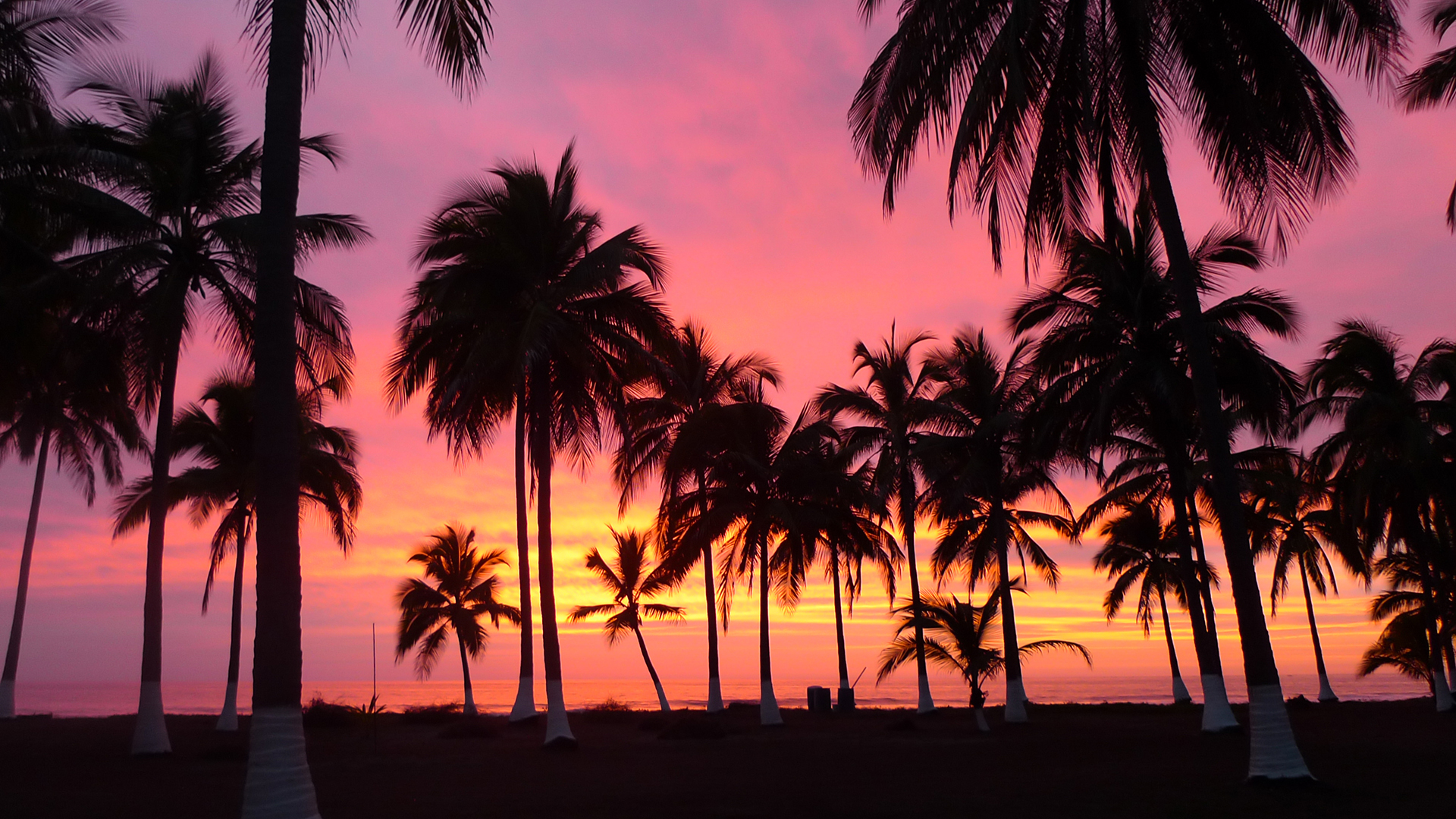 Palm Trees, Sunset, Riviera Nayarit - Palm Tree Wallpaper Sunset - HD Wallpaper 