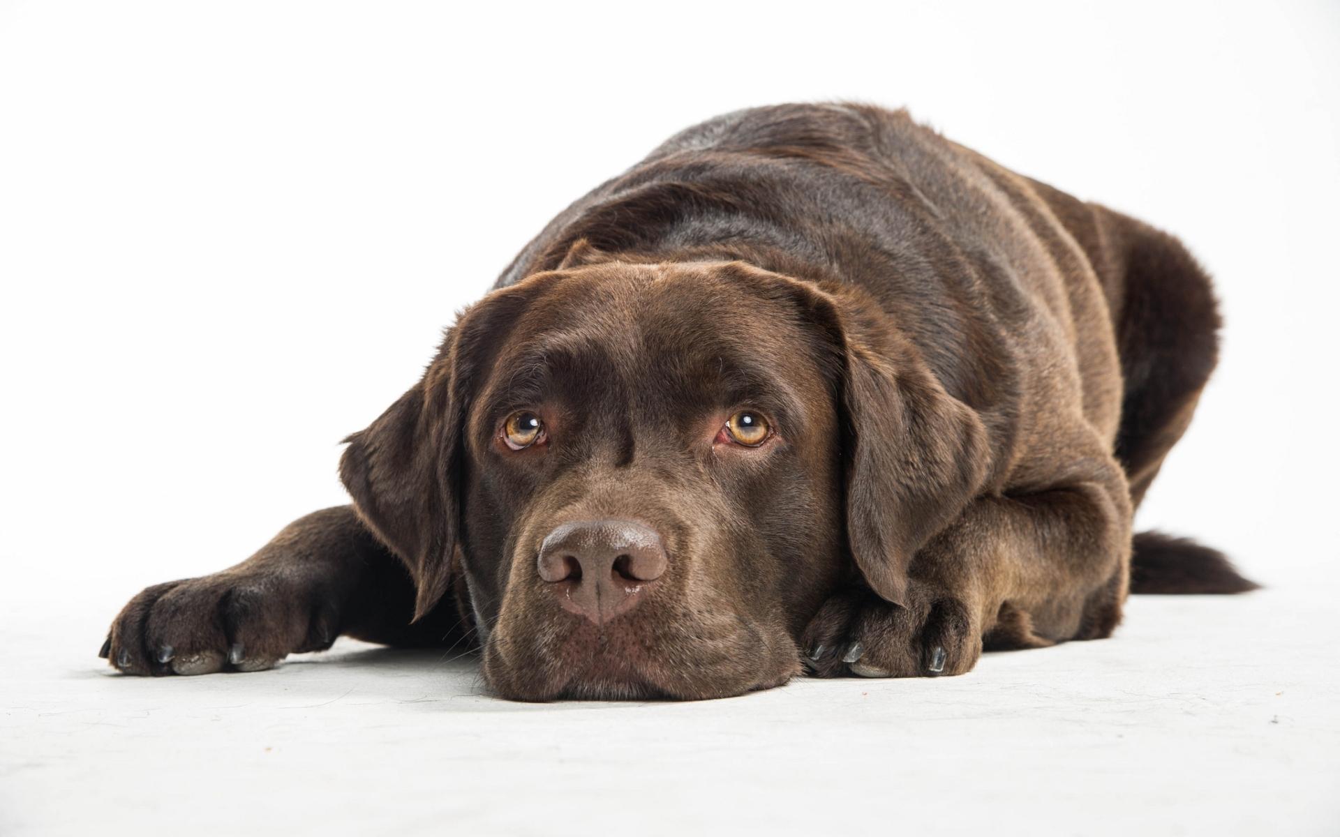 Hd Quiet Chocolate Lab Wallpaper - Chocolate Lab Desktop Background - HD Wallpaper 