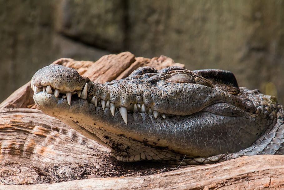 Selective Focus Photography Of Crocodile, Sleep, Reptile, - Tired Crocodile - HD Wallpaper 