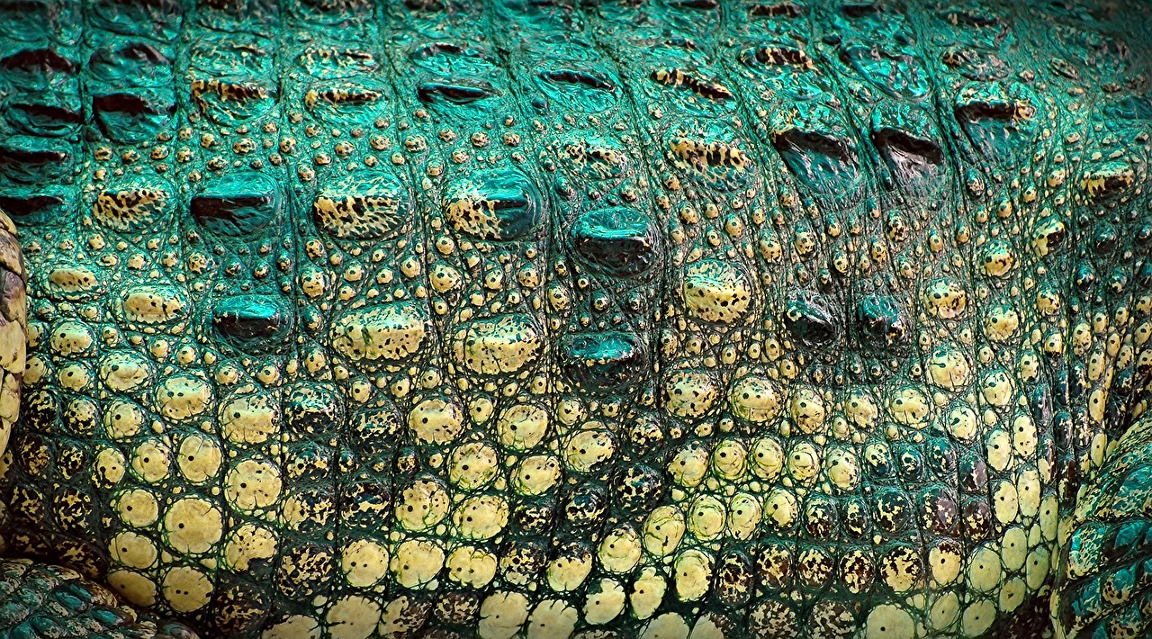 Crocodile Skin Close Up - HD Wallpaper 