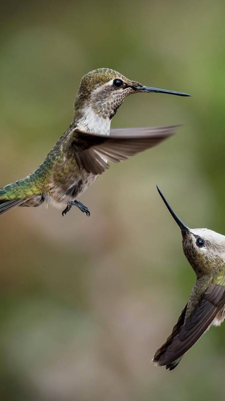 Ruby-throated Hummingbird - HD Wallpaper 