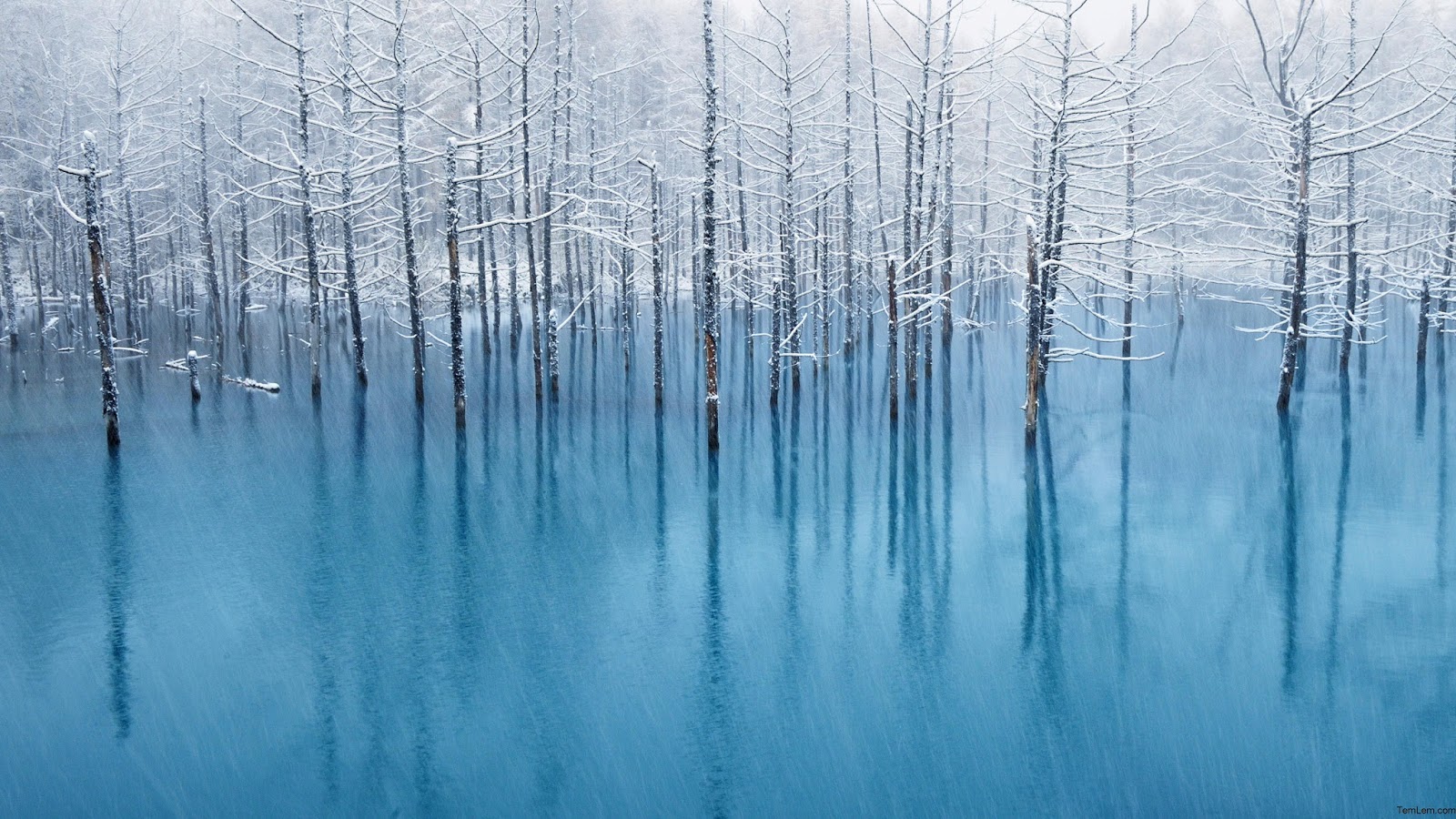 Trees In Frozen Water - HD Wallpaper 