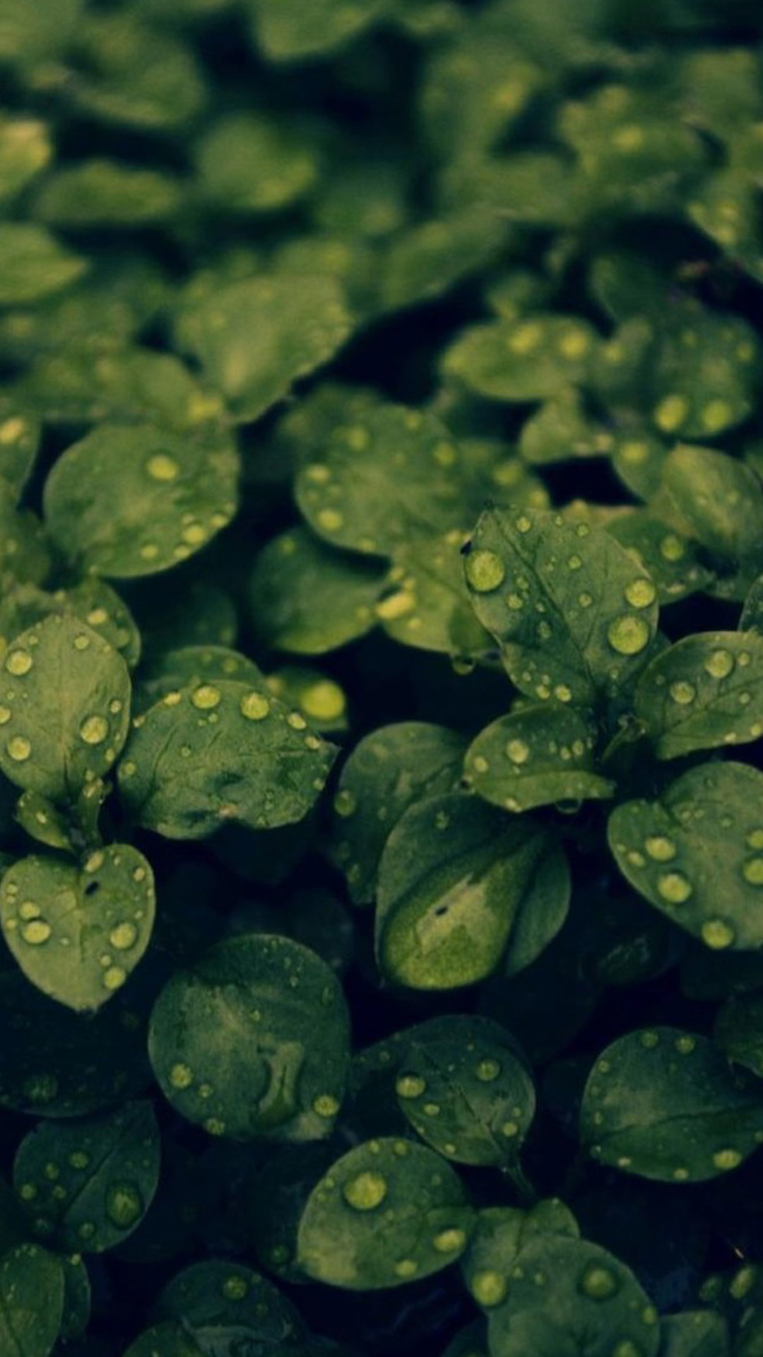 Hd Green Leaves And Water Drops Ios 9 Wallpaper Ios - HD Wallpaper 