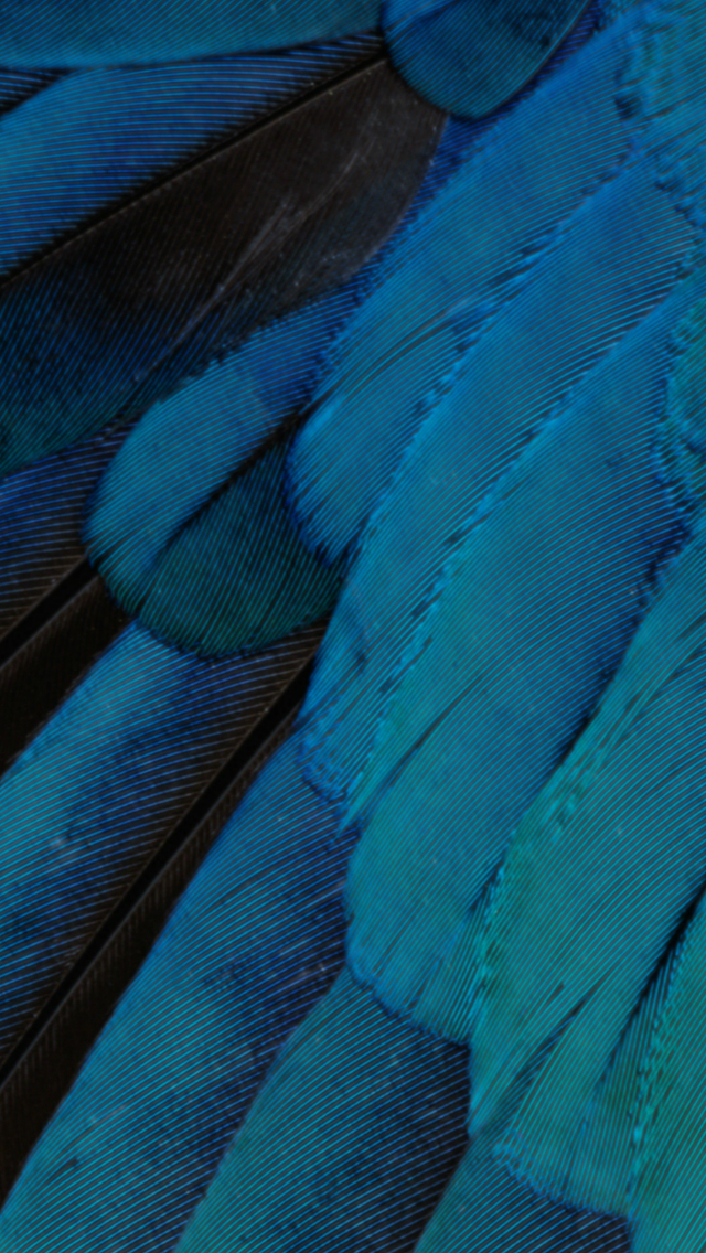 Ios9 Wallpaper Fantasy Feather Pattern Art Iphone Wallpaper - HD Wallpaper 