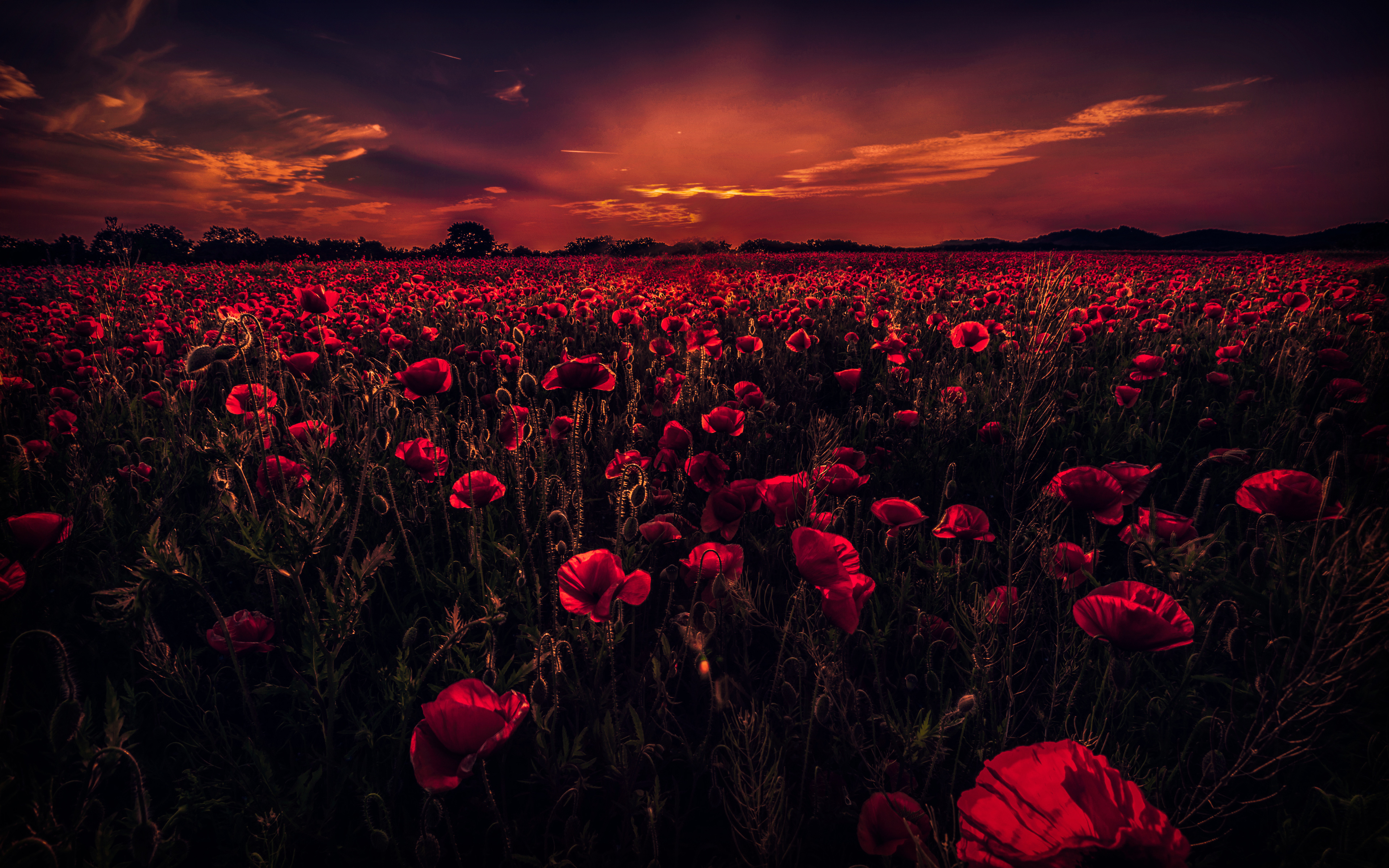 Poppy Field 5k Wallpapers Hd Wallpapers Id - Dark Field Of Flowers - HD Wallpaper 