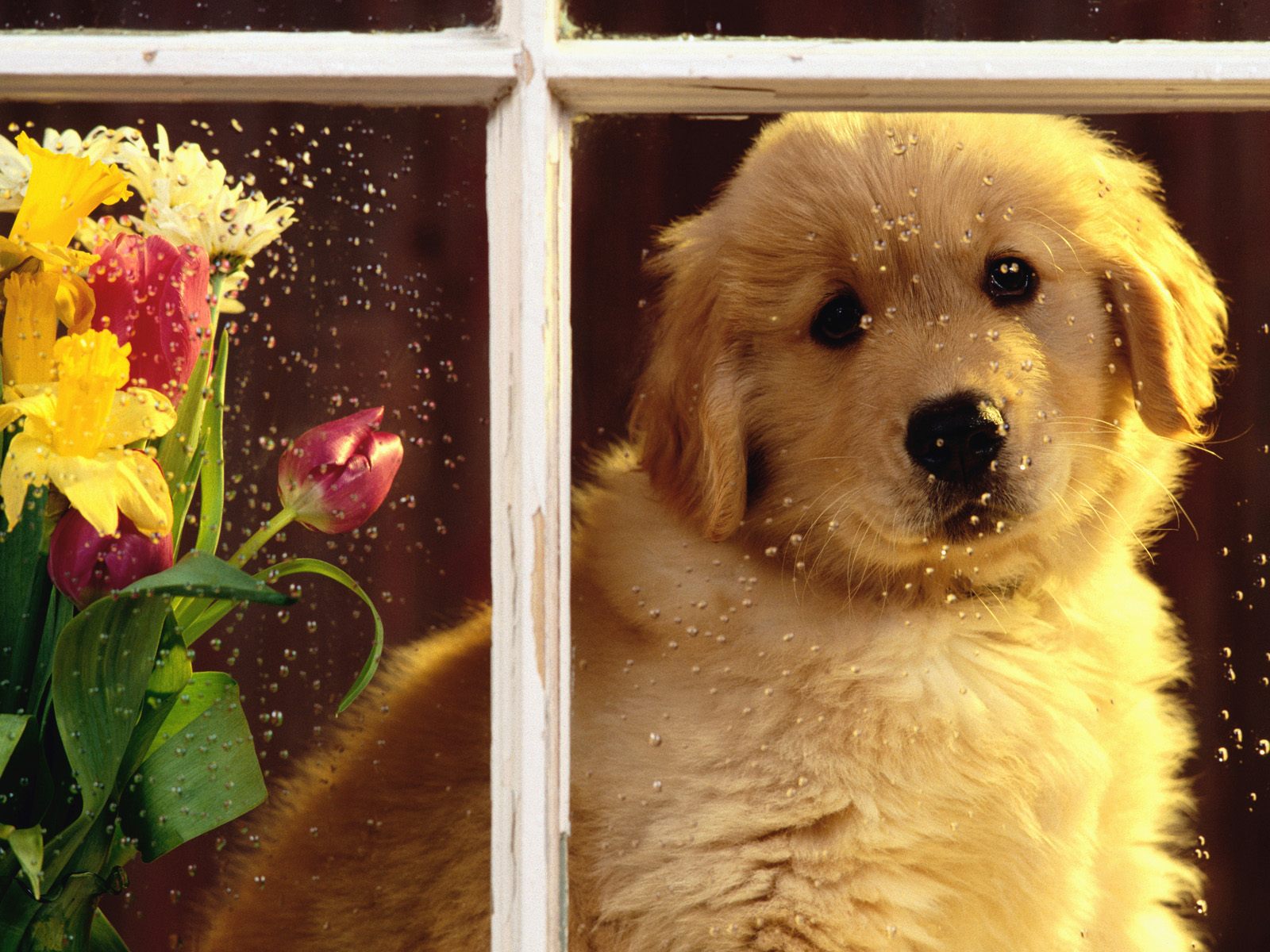Waiting For You - Perritos Tiernos Para Whatsapp - HD Wallpaper 