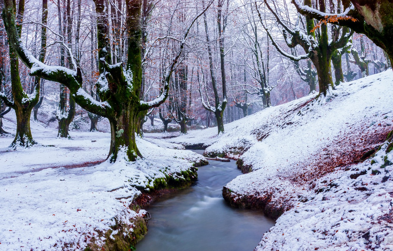 Wallpaper Winter Forest Snow Trees Nature Stream Branch - Snowy Forest With Pond - HD Wallpaper 