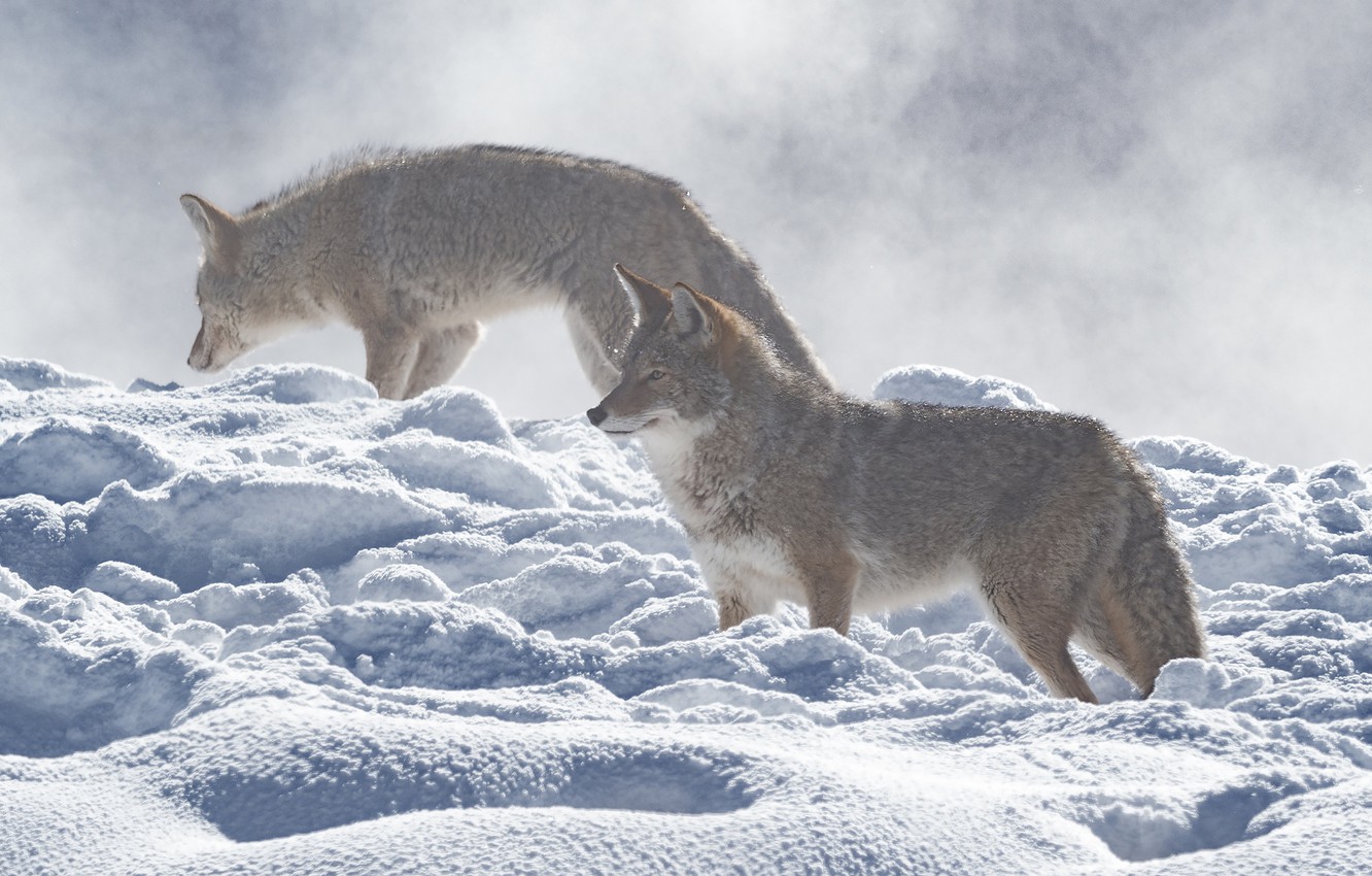 Photo Wallpaper Winter, Look, Light, Snow, Wolf, Pair, - Coyote - HD Wallpaper 