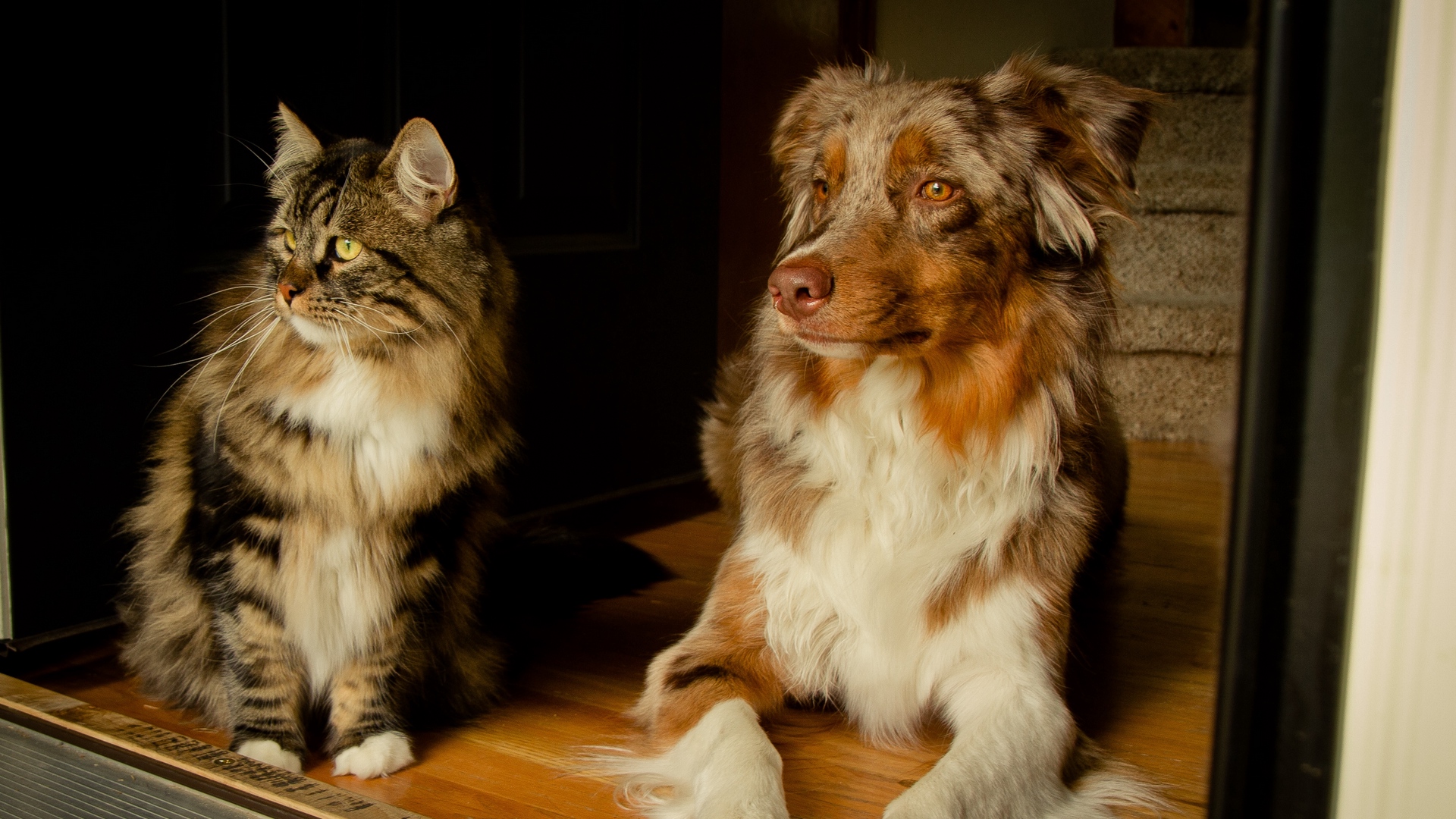 Wallpaper Dog, Cat, Furry, Spotted, Friends, Sit, Wait - Border Collie Red Merle - HD Wallpaper 