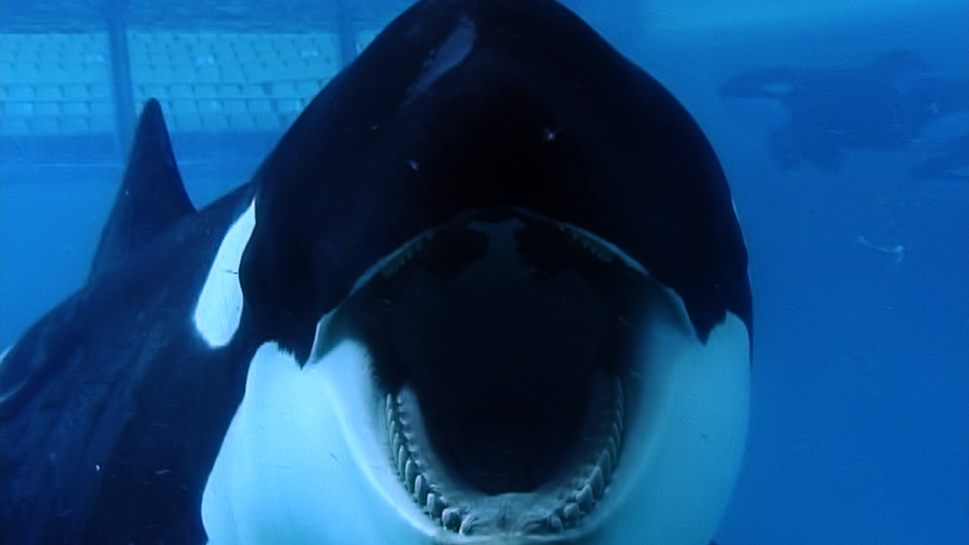Blackfish Jaws Wallpaper - Killer Whale Mean - HD Wallpaper 