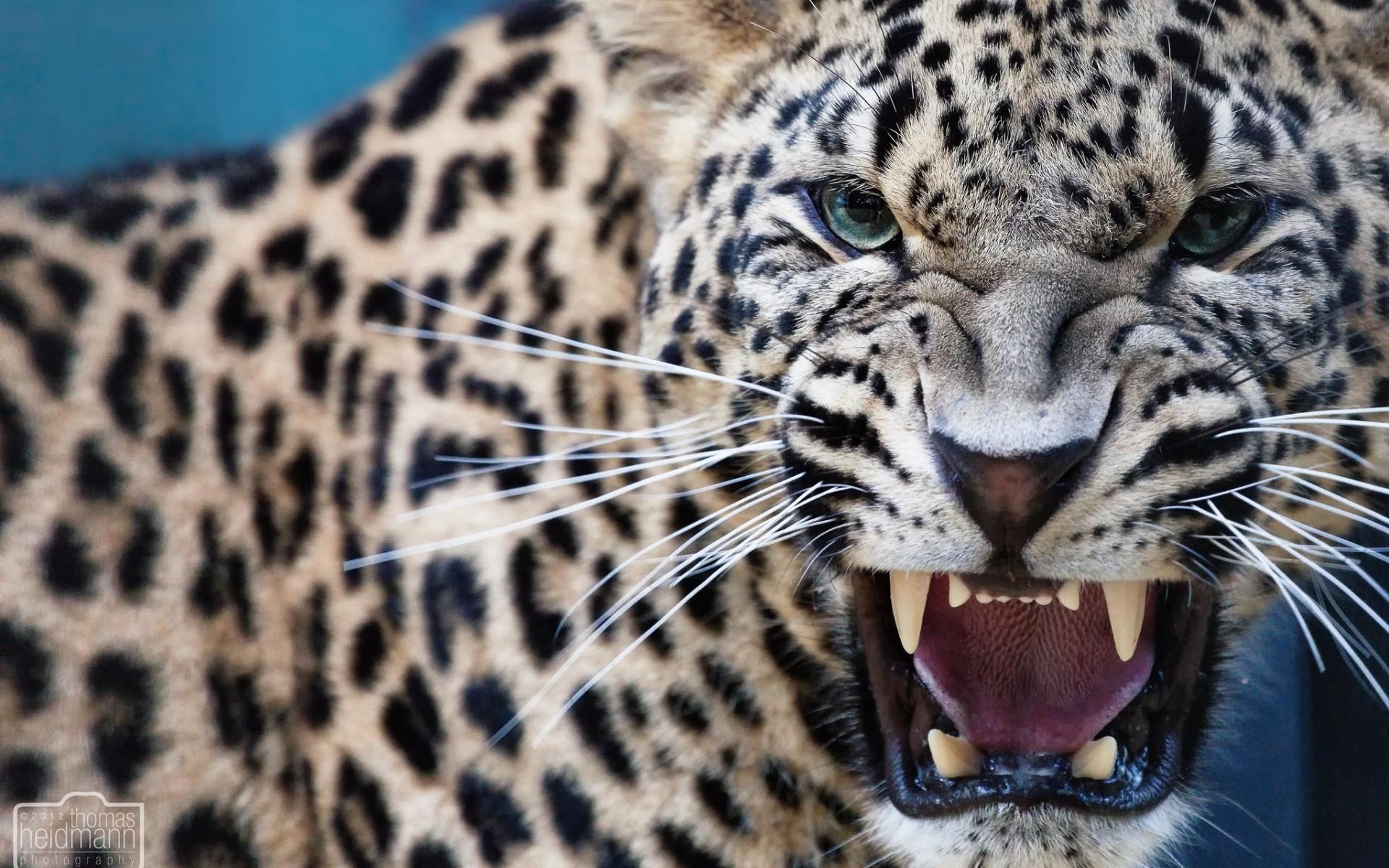 Hd Leopard Predator Jaws Teeth Free Wallpaper - HD Wallpaper 