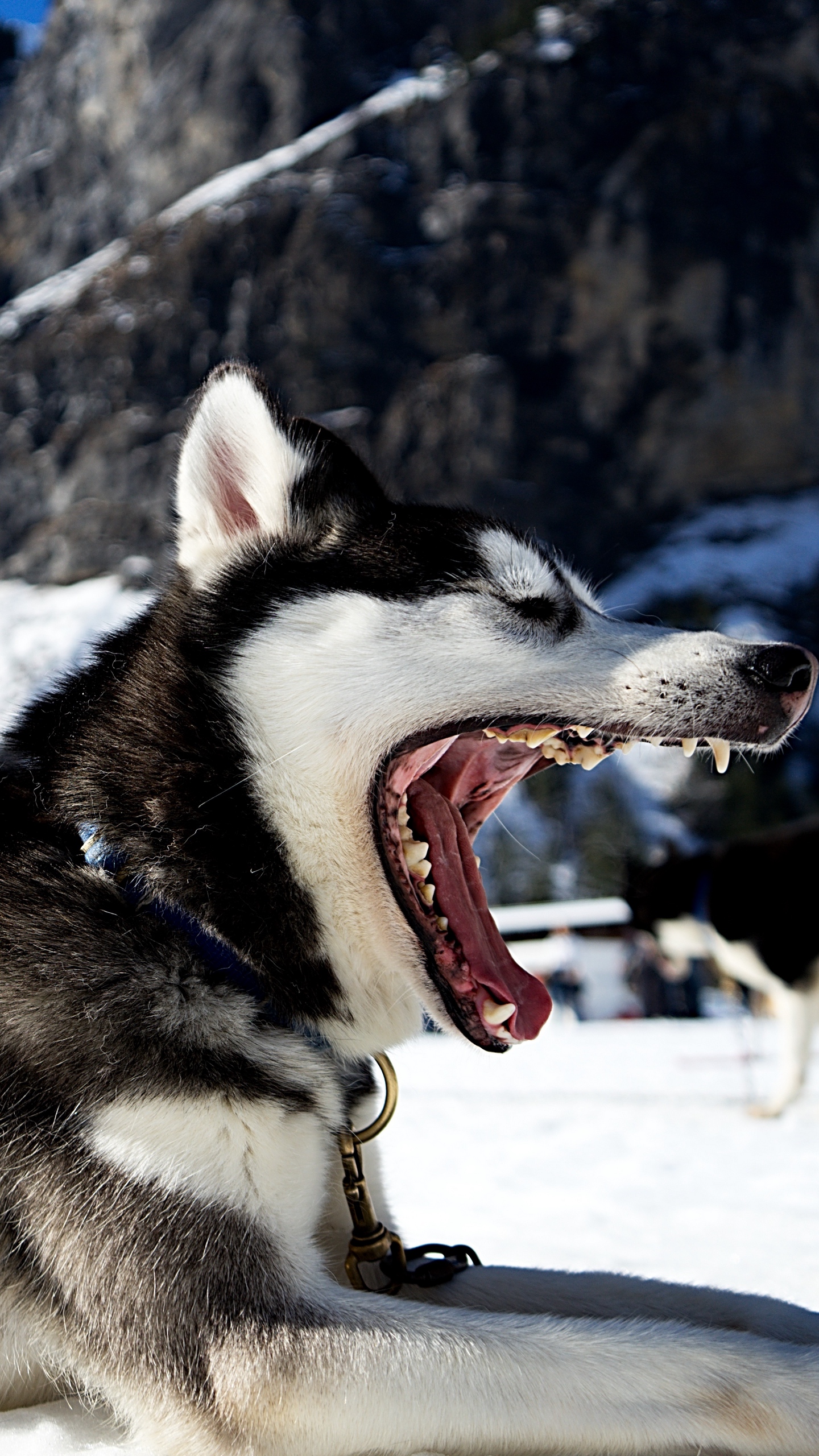 Wallpaper Husky, Dog, Jaws, Snow - Imagenes 4k De Husky - HD Wallpaper 