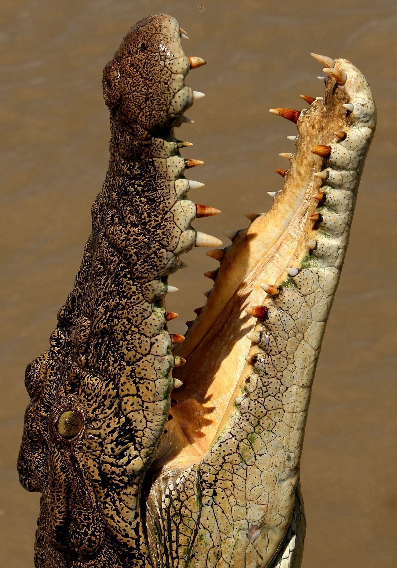 Mobile Phone - HD Wallpaper 