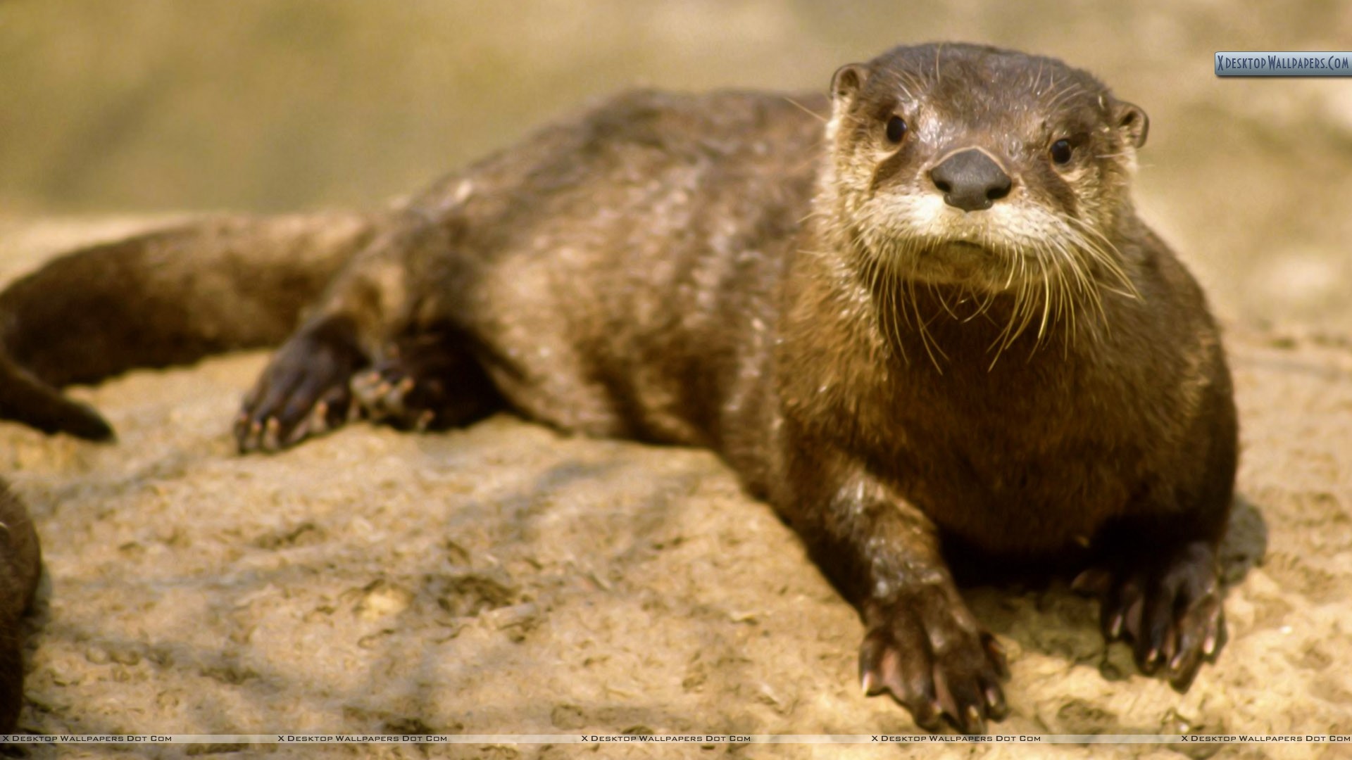River Otters In Tn - HD Wallpaper 