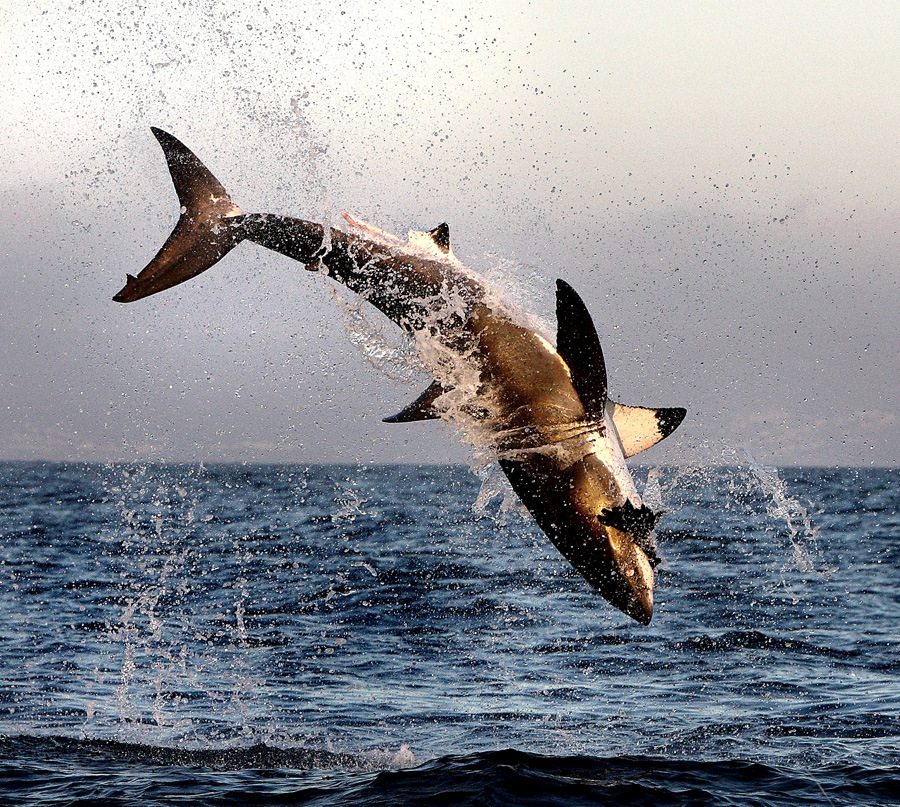 Leap-1a Chr - Air Jaws - HD Wallpaper 