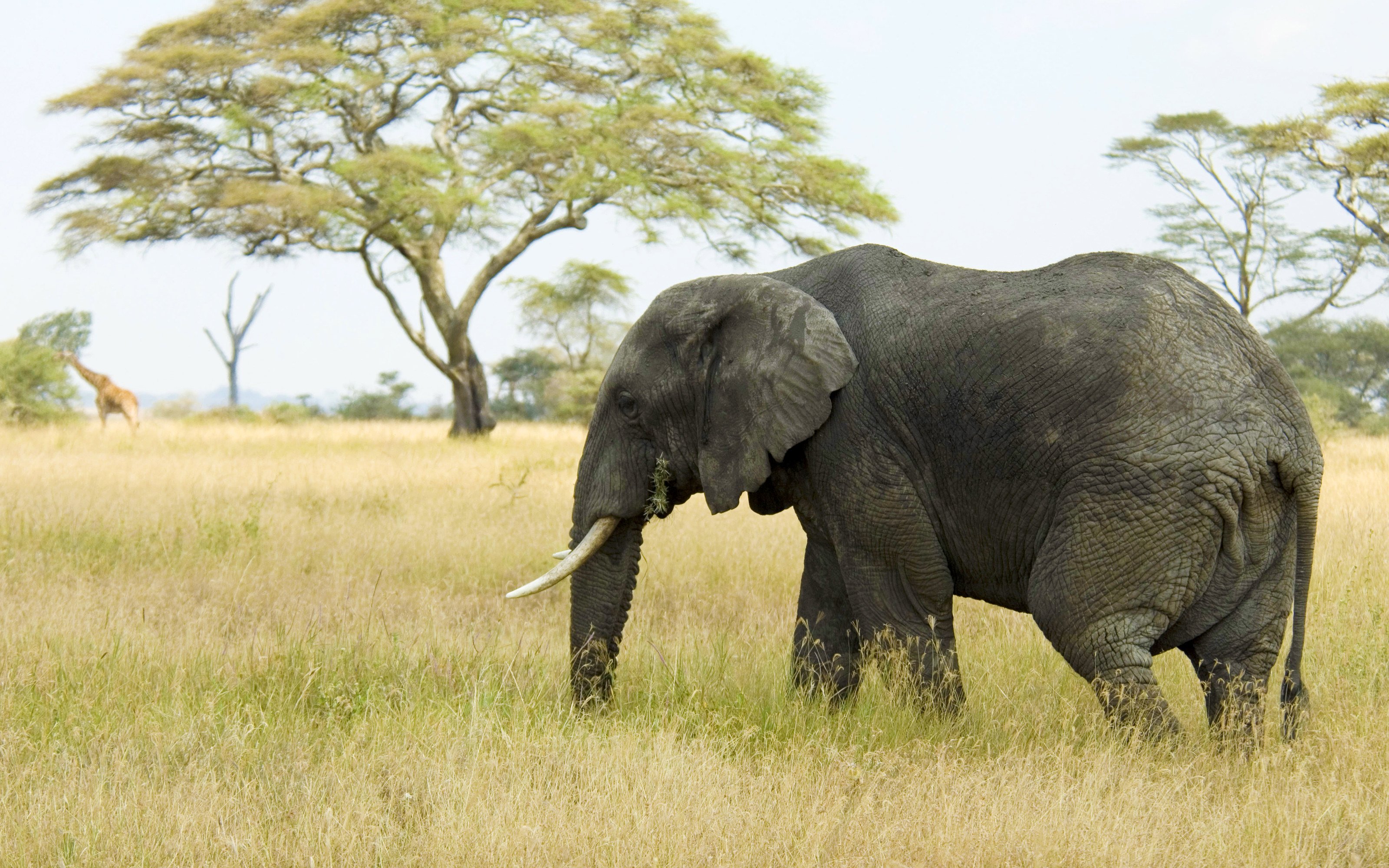 Good Luck Elephant Wallpaper Download For Macbook Pro Good Luck Elephant Wallpaper Download For Macbook Pro