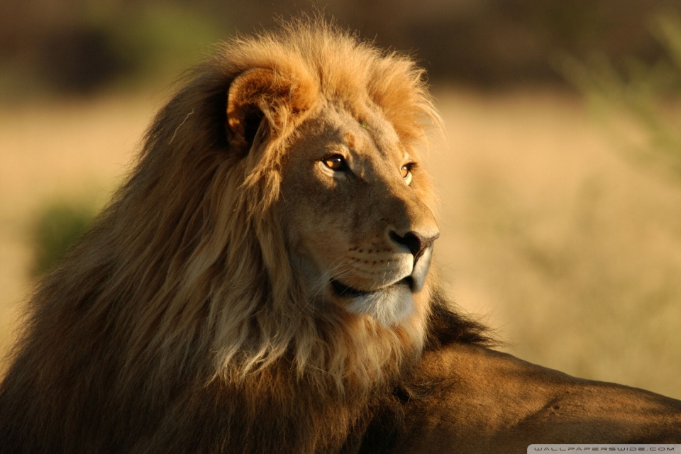African Lion - HD Wallpaper 