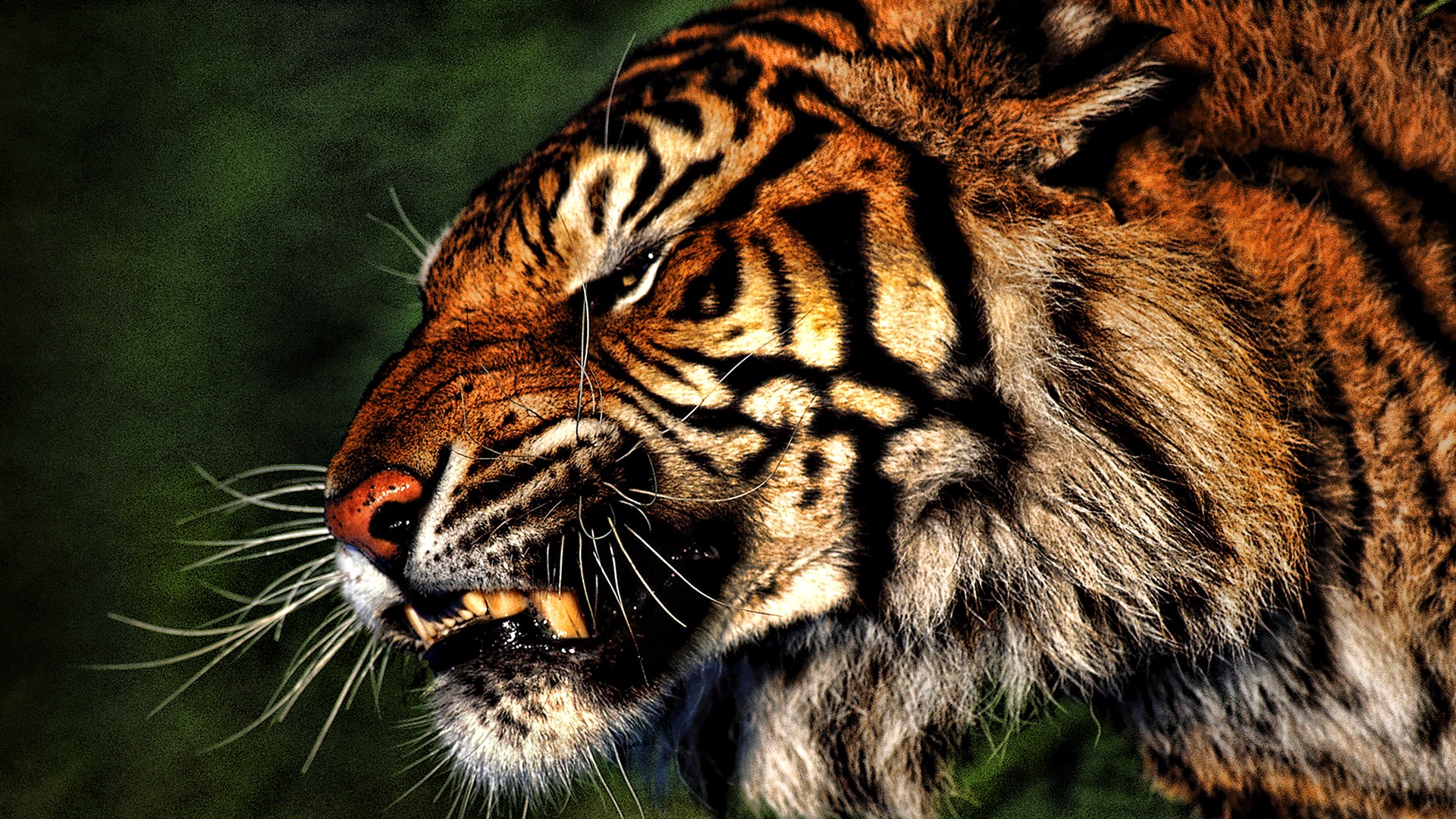 Tiger Animal Wallpaper Hd - HD Wallpaper 