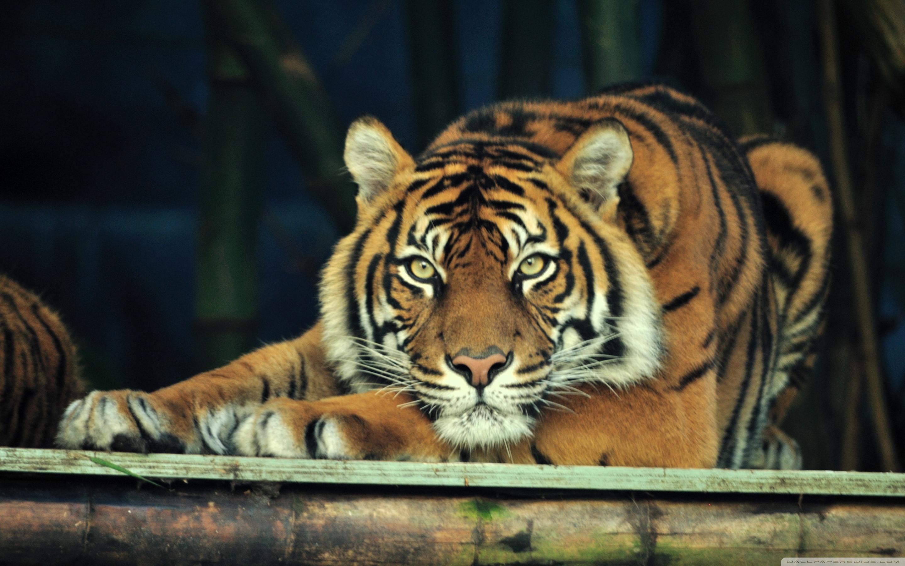 Taronga Zoo - HD Wallpaper 