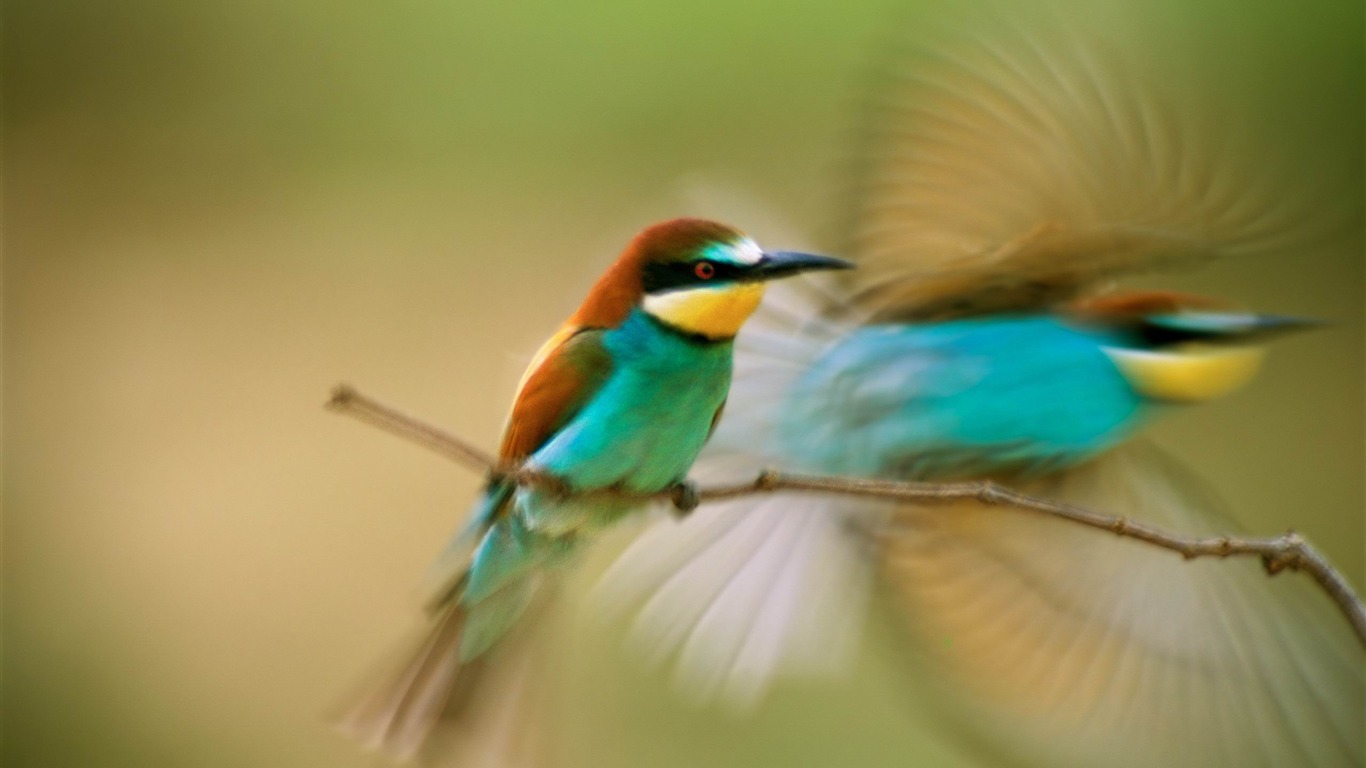 Hummingbird-mac Os X Mountain Lion Hd Wallpapers2012 - Apple Tv Screensaver Bird - HD Wallpaper 