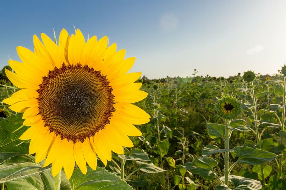 Flower, Sunflowers, Plant, Summer, American, Beauty, - Sunflower - HD Wallpaper 