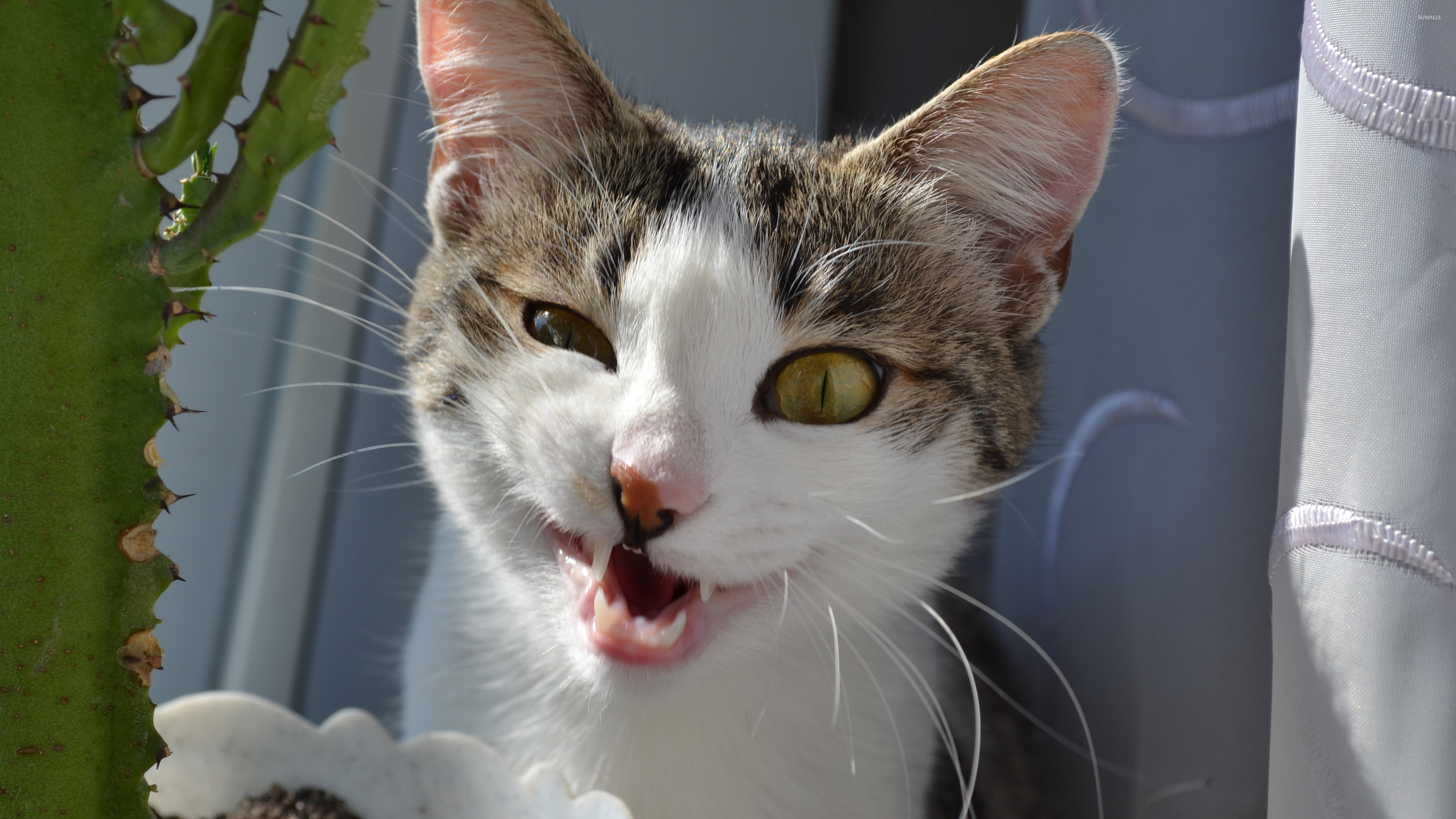 Funny Face Animal - 3840x2160 Wallpaper Funny Face Animal - 3840x2160 Wallpaper