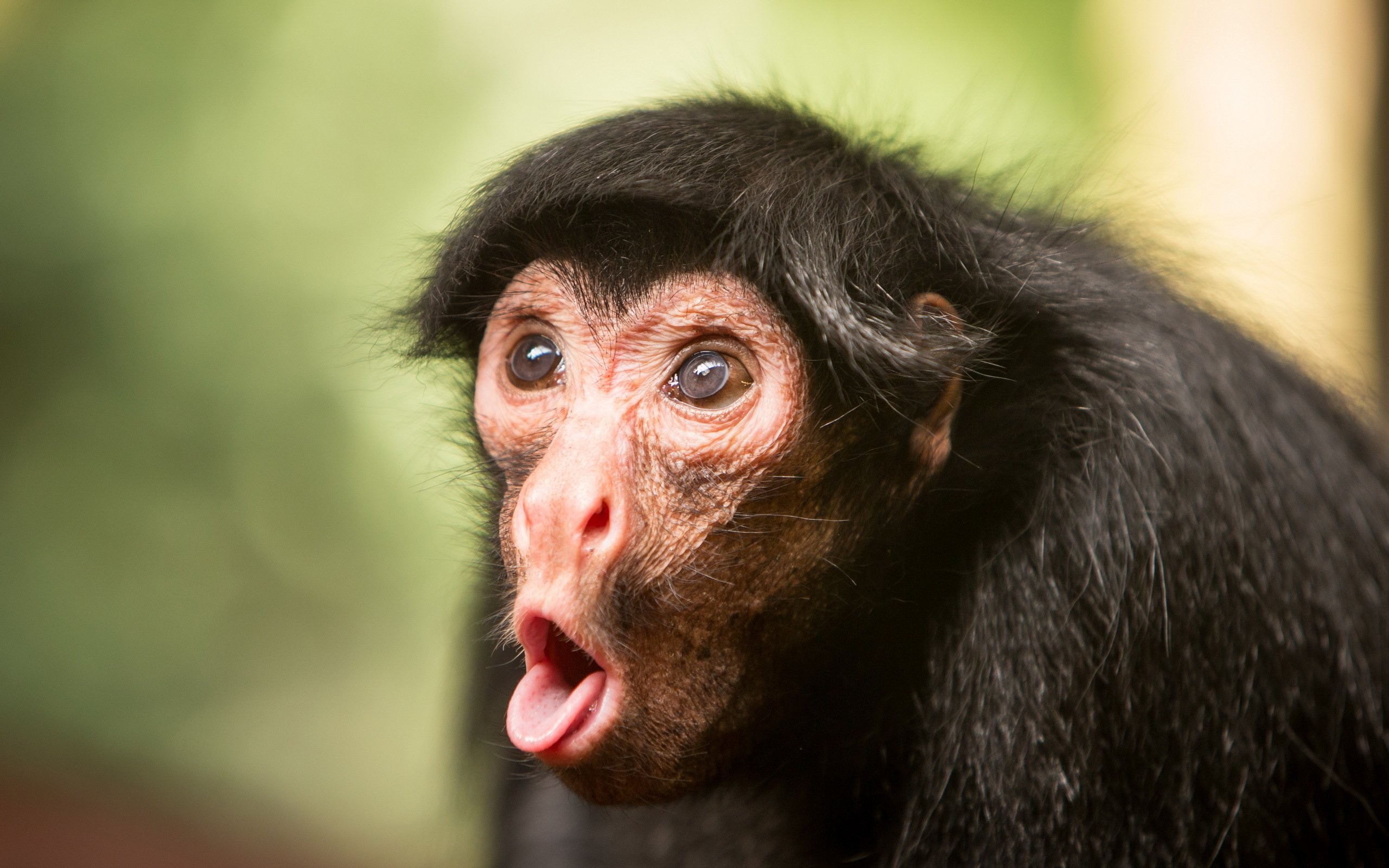Chimpanzee Funny - HD Wallpaper 