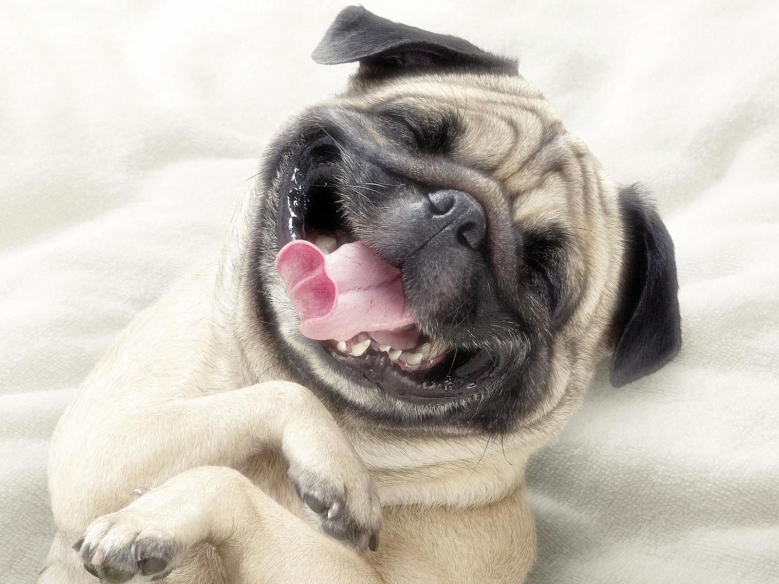 Funny Dog Face - HD Wallpaper 