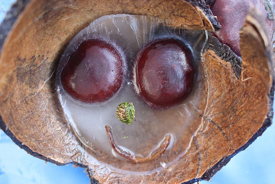 Frozen, Chestnut, Funny, Face, Cheerful, Laugh, Ice, - Grape - HD Wallpaper 