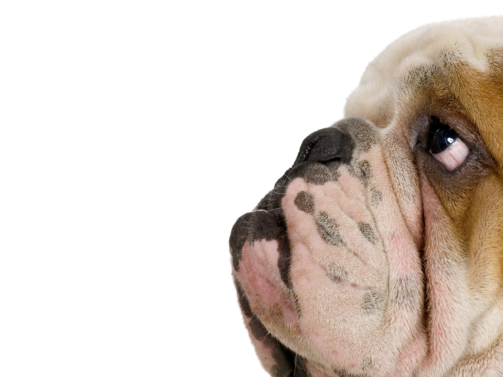 Face Funny Dog Wallpaper For Android Wallpaper - Funny Images Full Hd - 1600x1200 Wallpaper Face Funny Dog Wallpaper For Android Wallpaper - Funny Images Full Hd - 1600x1200 Wallpaper