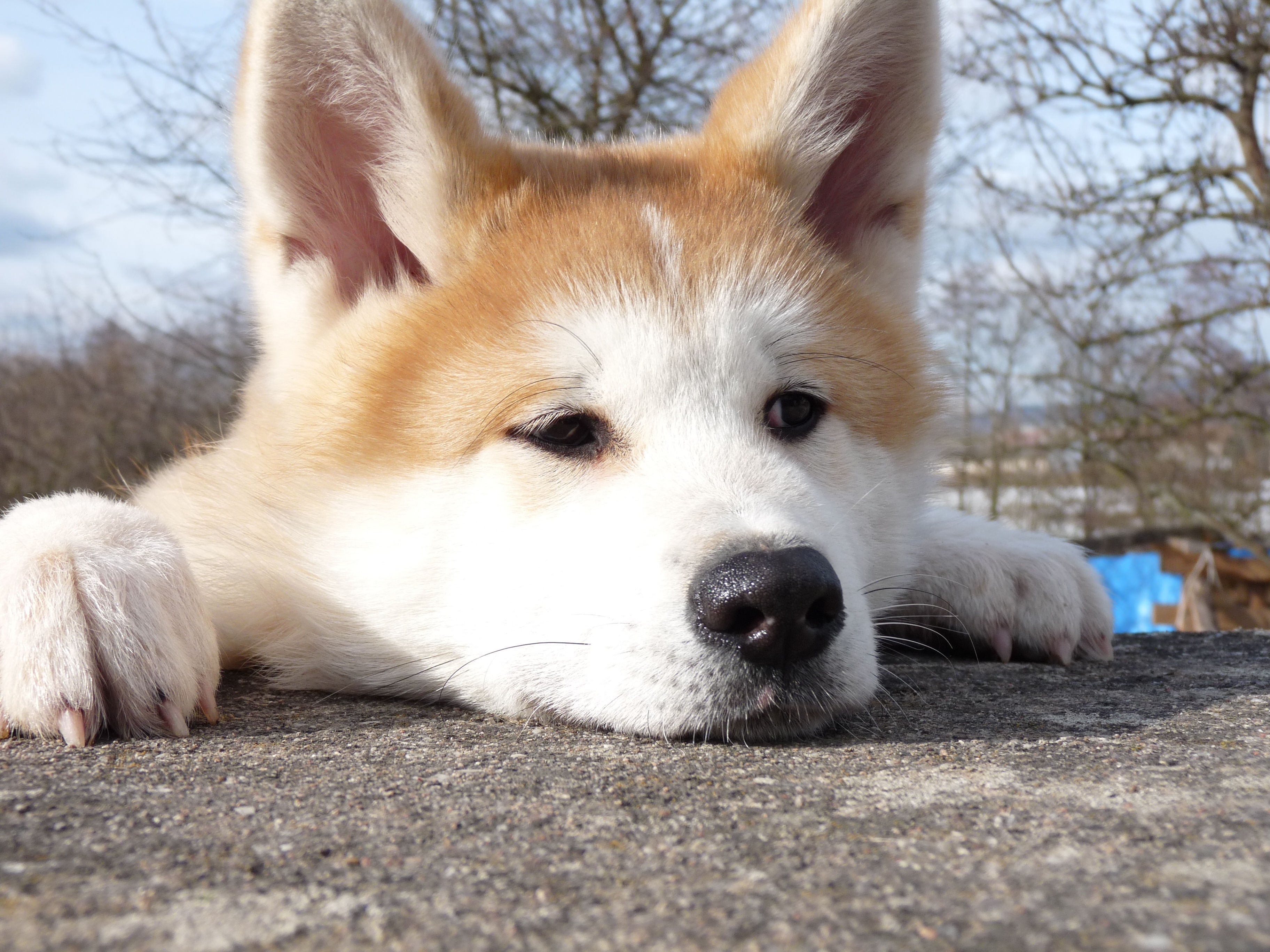 Akita Inu Funny Face - HD Wallpaper 