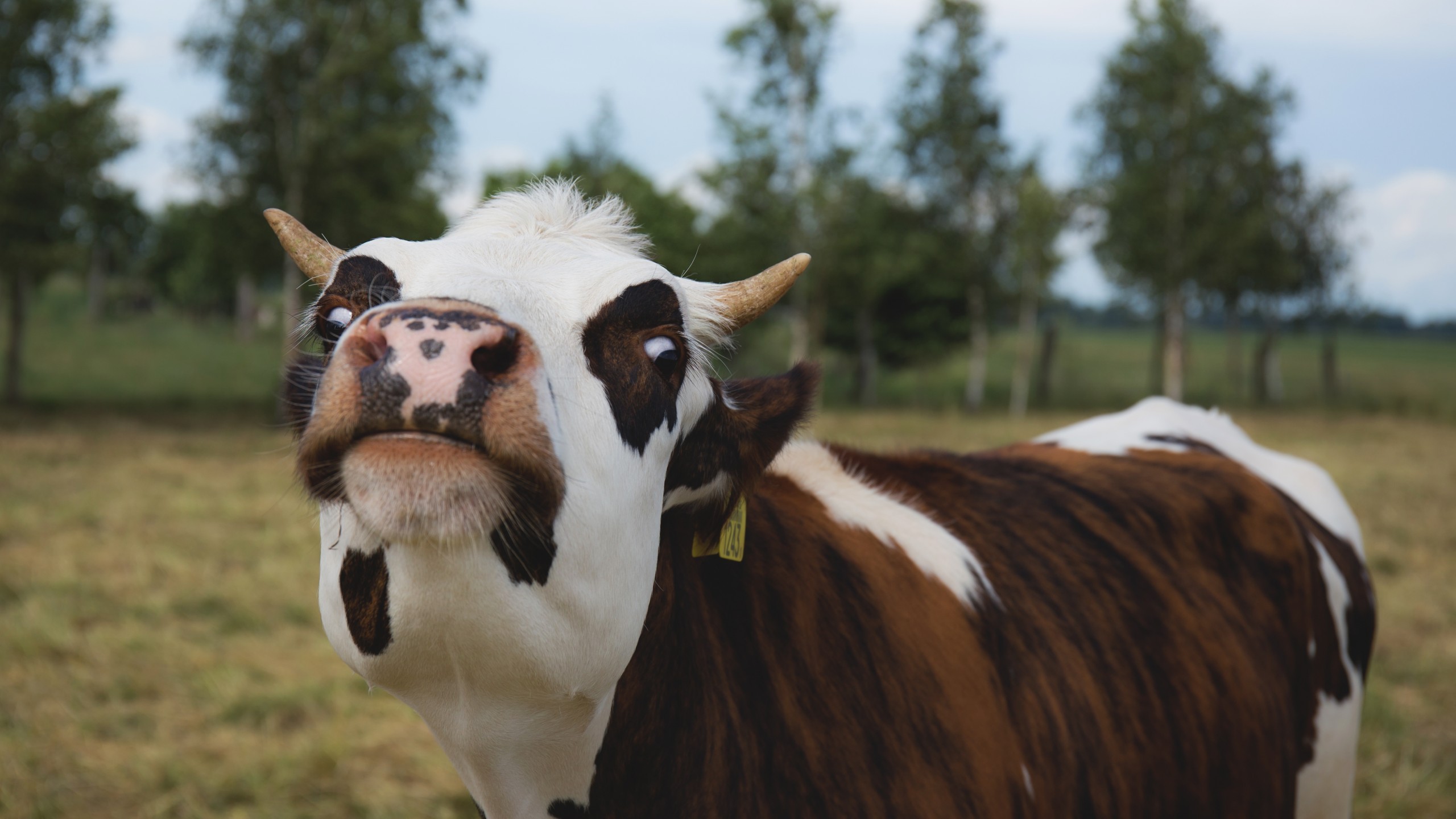 Cow, Weird Face, Funny - Cow 4k - HD Wallpaper 