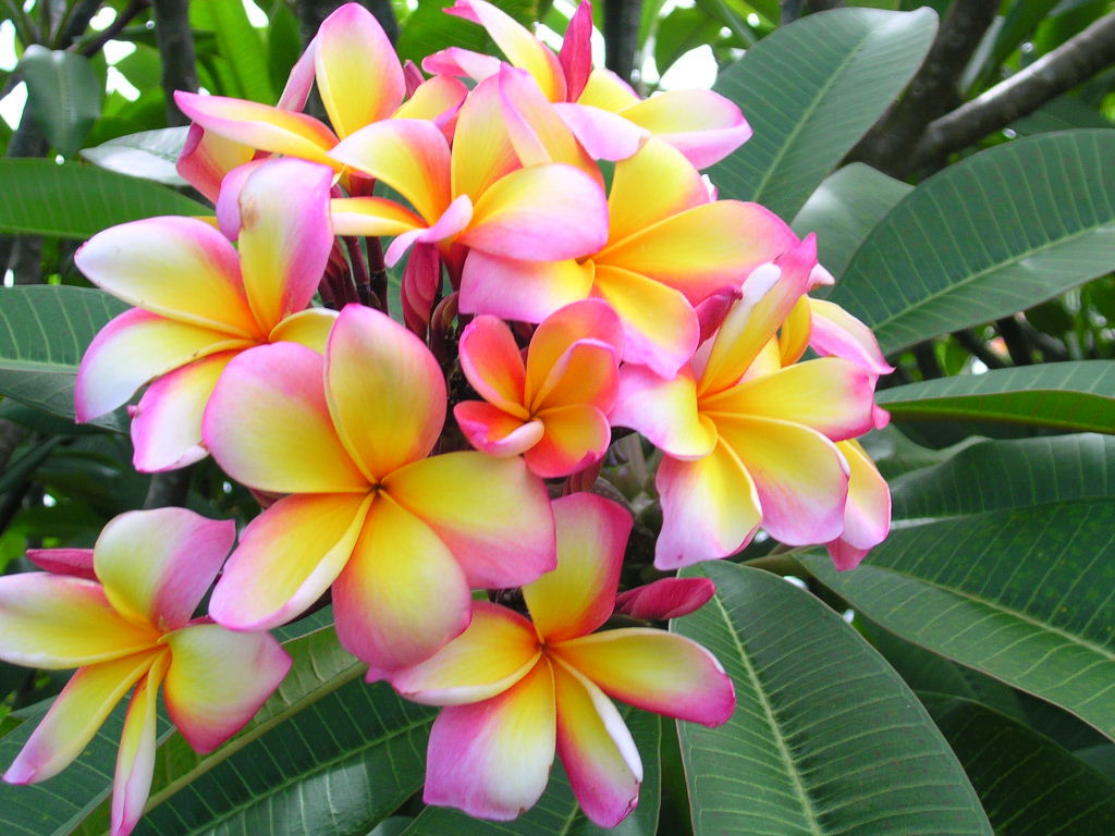 Rainbow Flower Wallpaper - World Beautiful Flowers Hd - HD Wallpaper 