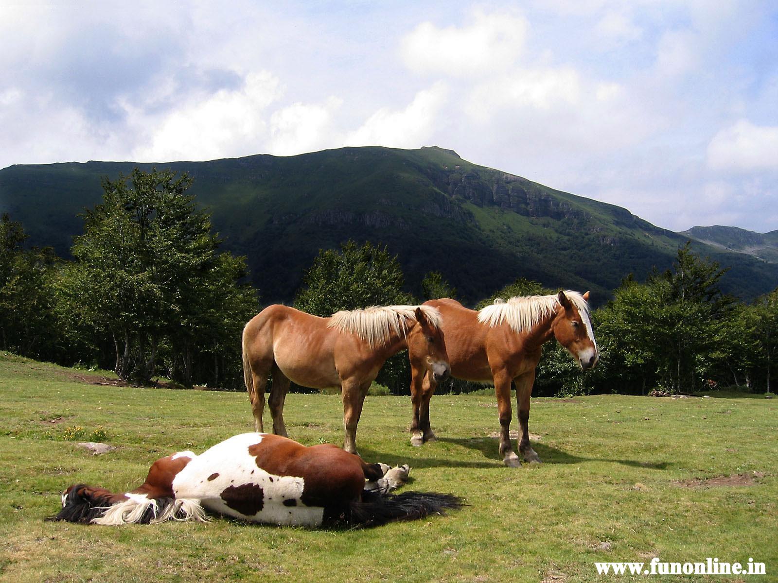 Sleeping Horse - HD Wallpaper 