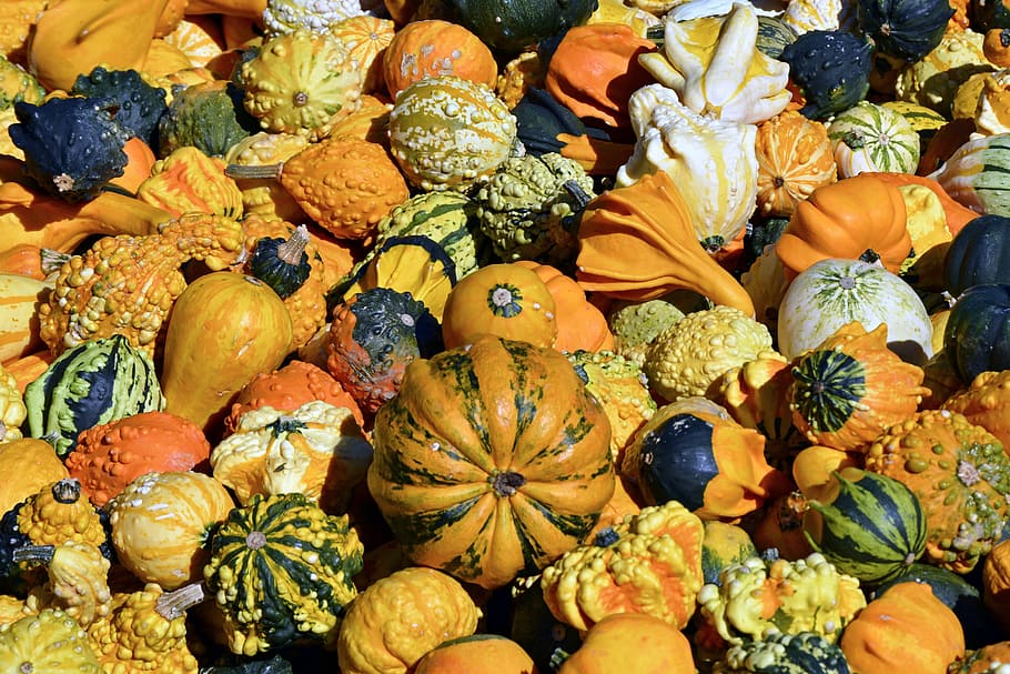 Selective Focus Photo Of Squash, Pumpkin, Gourd, Autumn, - Verschiedene Kürbissorten - HD Wallpaper 