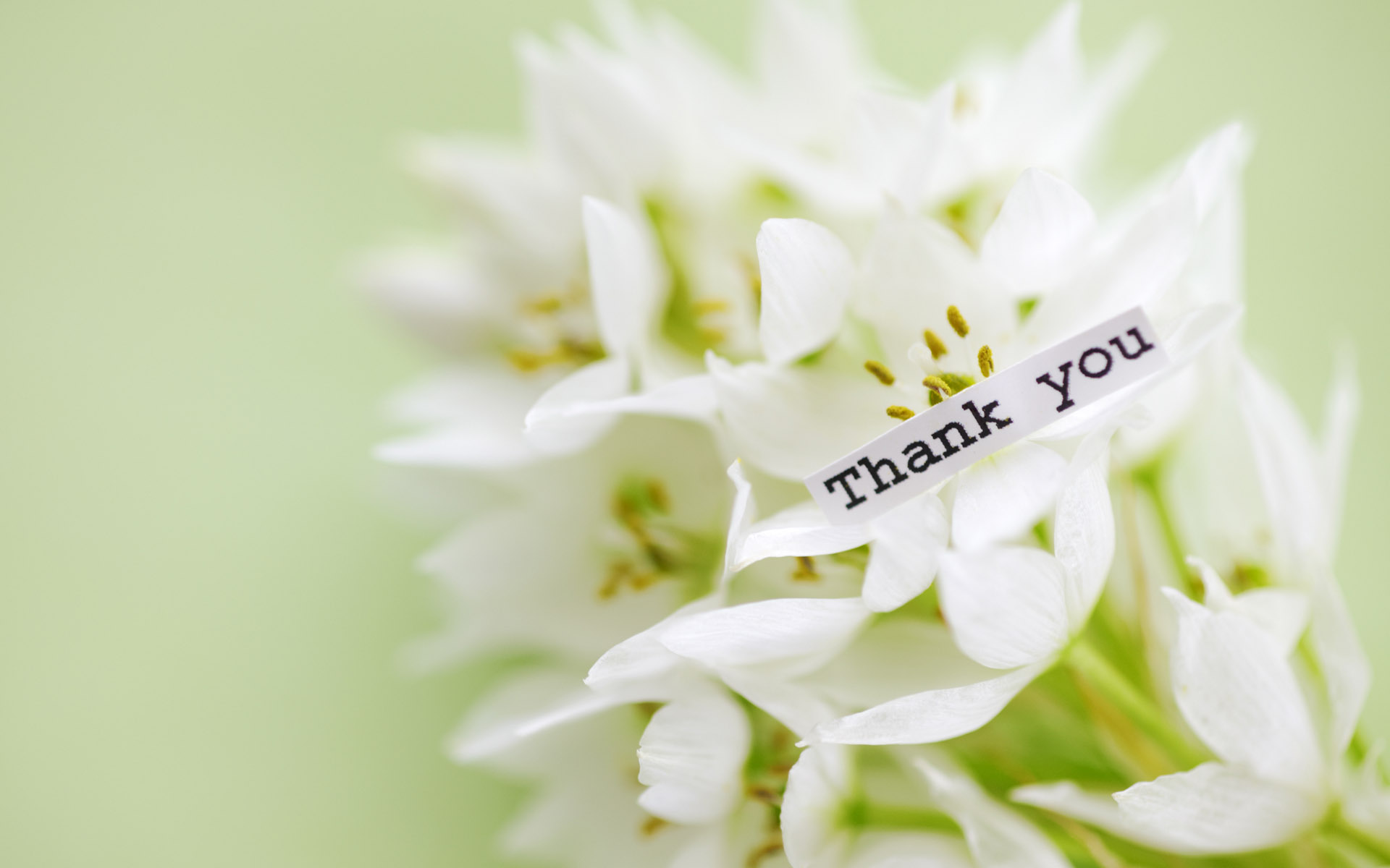 Thank You With Beautiful Flower High Definition Wallpapers - Thank You Flowers Image Hd - HD Wallpaper 