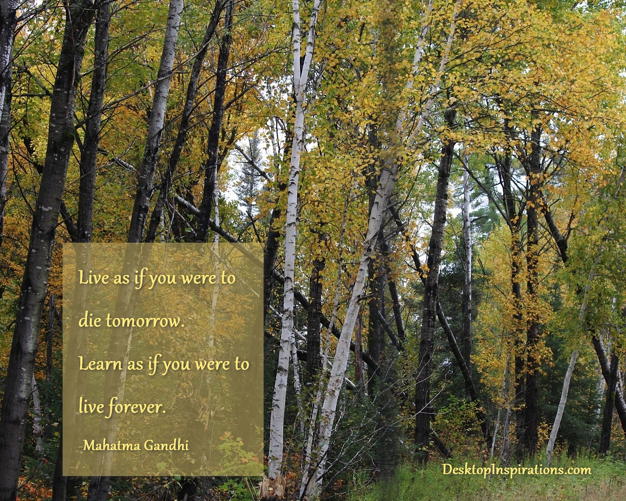 Grove - HD Wallpaper 