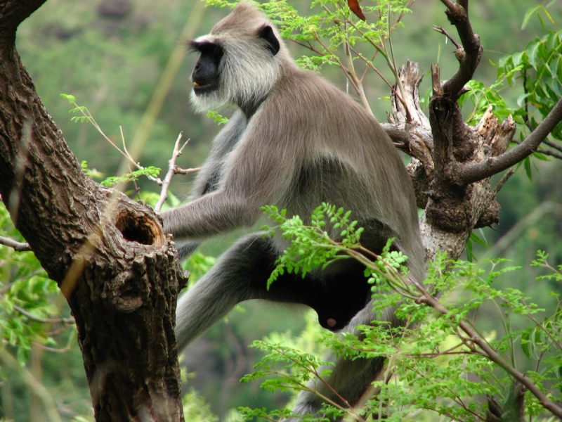 Indira Gandhi Wildlife Sanctuary Image - Indira Gandhi Wildlife Sanctuary Tamil Nadu - HD Wallpaper 