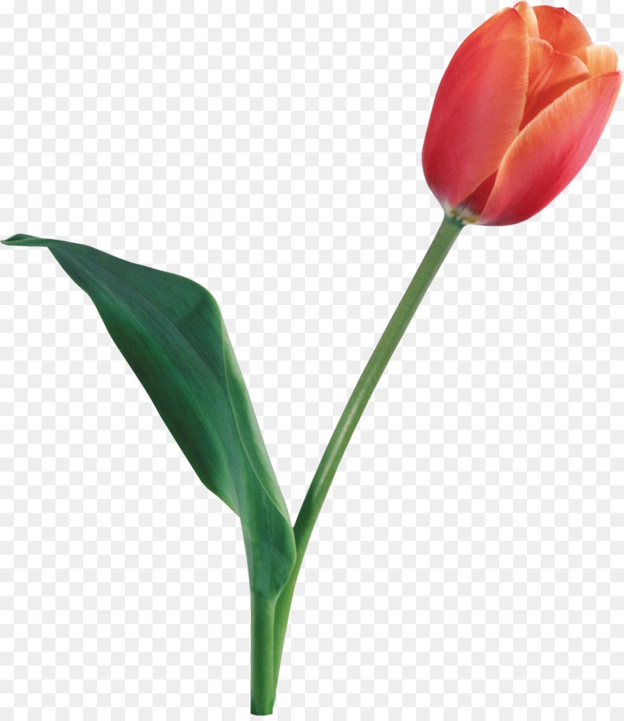 Tulip Transparent Background - HD Wallpaper 