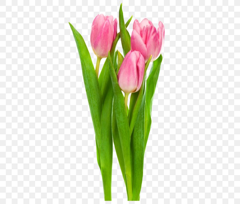 Indira Gandhi Memorial Tulip Garden Clip Art Flower, - Transparent Pink Tulips - HD Wallpaper 