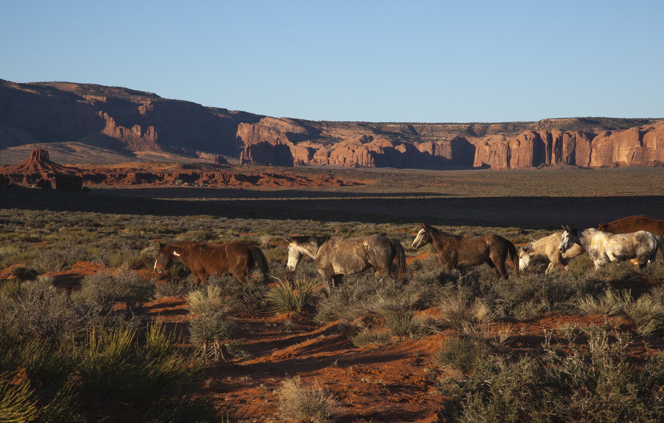 Photo Wallpaper Desert, Horse, Photographer, Canyon, - Badlands - HD Wallpaper 