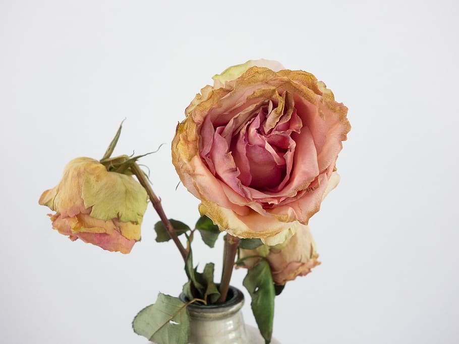 Rose, Transient, Vintage, Flower, Transience, Faded, - HD Wallpaper 