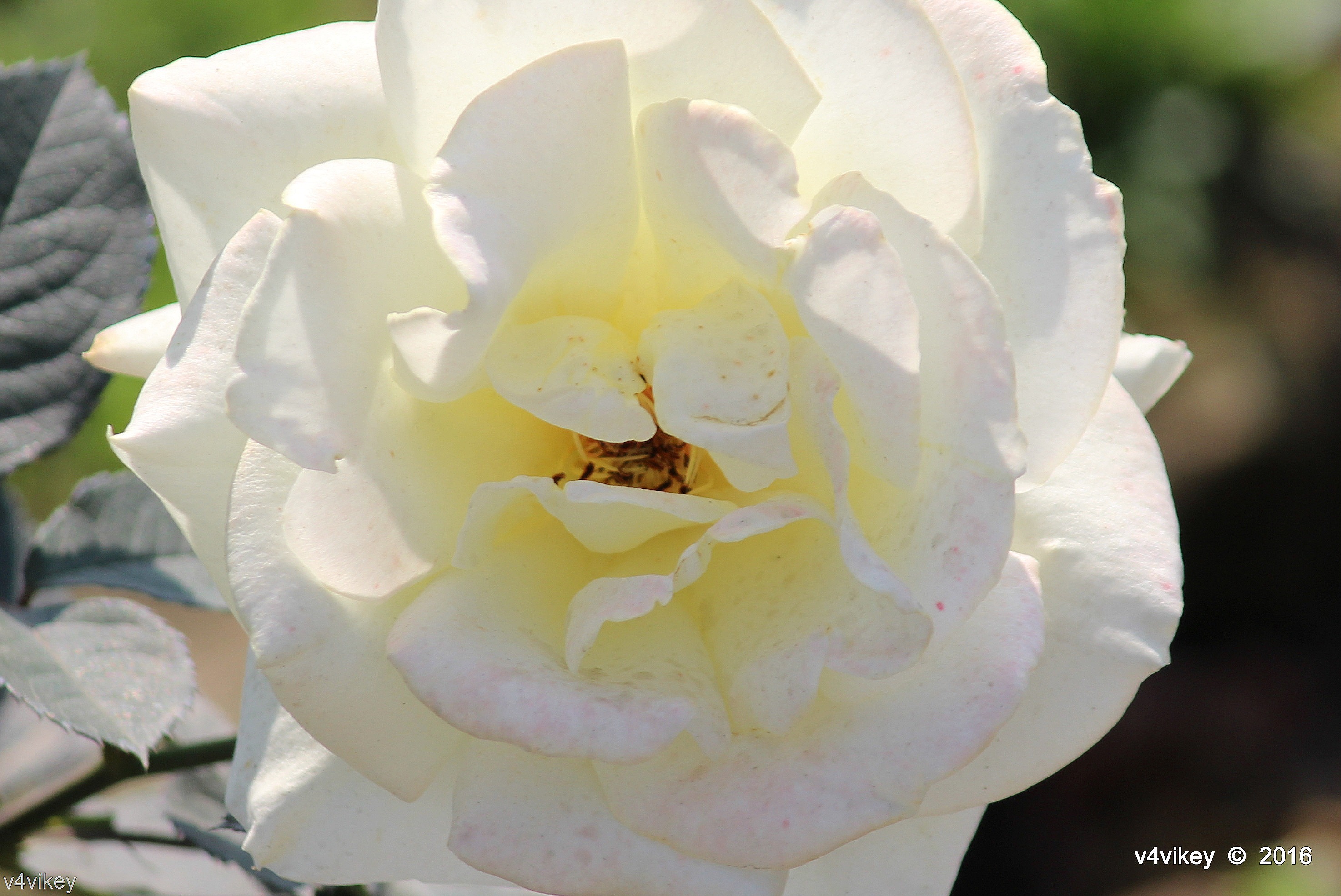 Floribunda - HD Wallpaper 