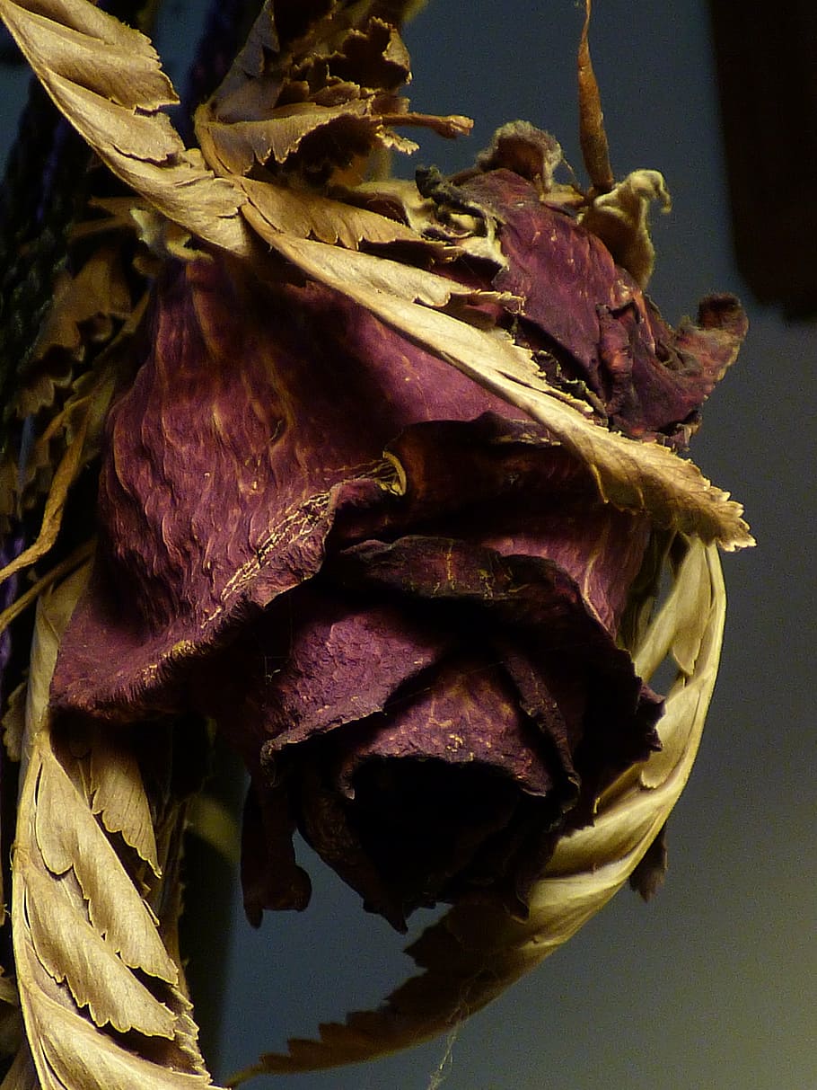 Dried Rose, Dry, Flower, Dead, Leaves, Old, Floral, - Hindi Poem On Rose - HD Wallpaper 